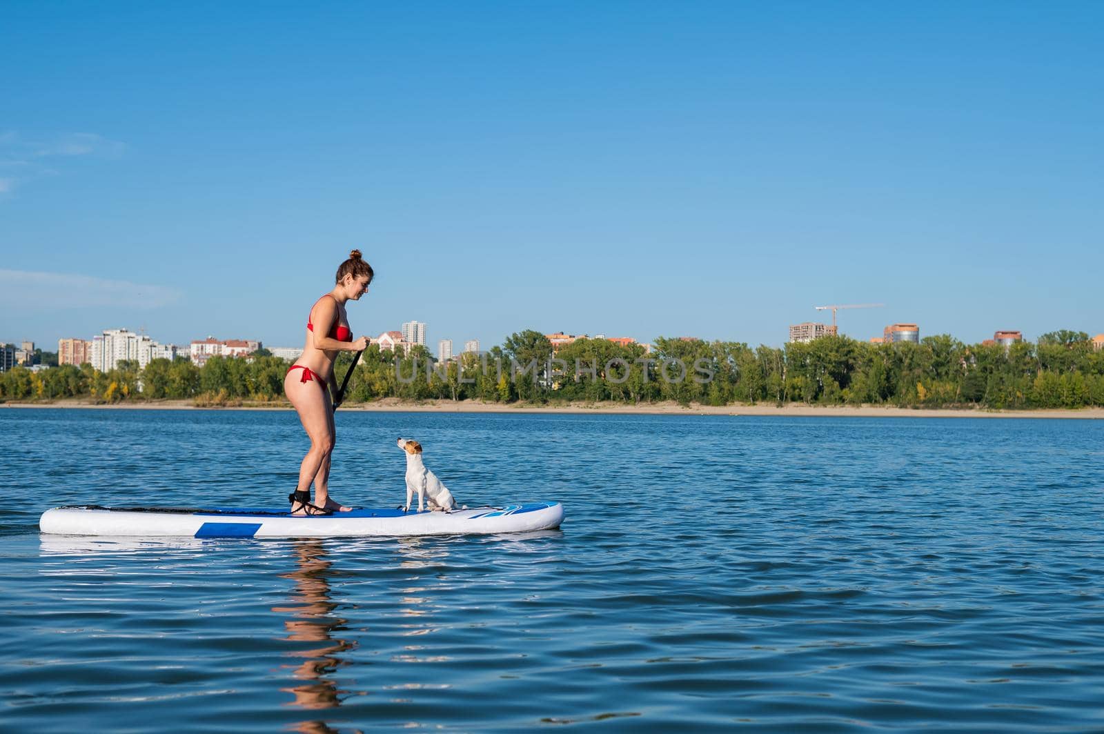 Dog jack russell terrier swims on the board with the owner. A woman and her pet spend time together at the lake by mrwed54