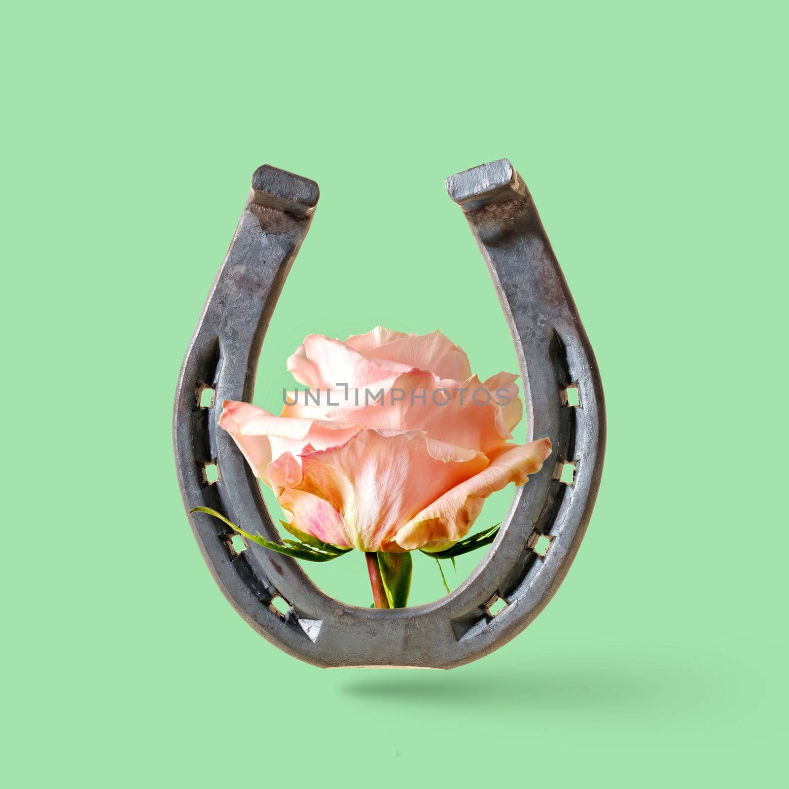 Rose flower and horseshoe on a green background. Minimal concept of wild west and rural usa rodeo or good luck. by sergii_gnatiuk