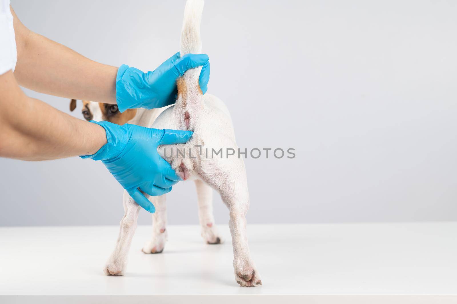 Veterinarian doing a rectal examination to a jack russell terrier dog