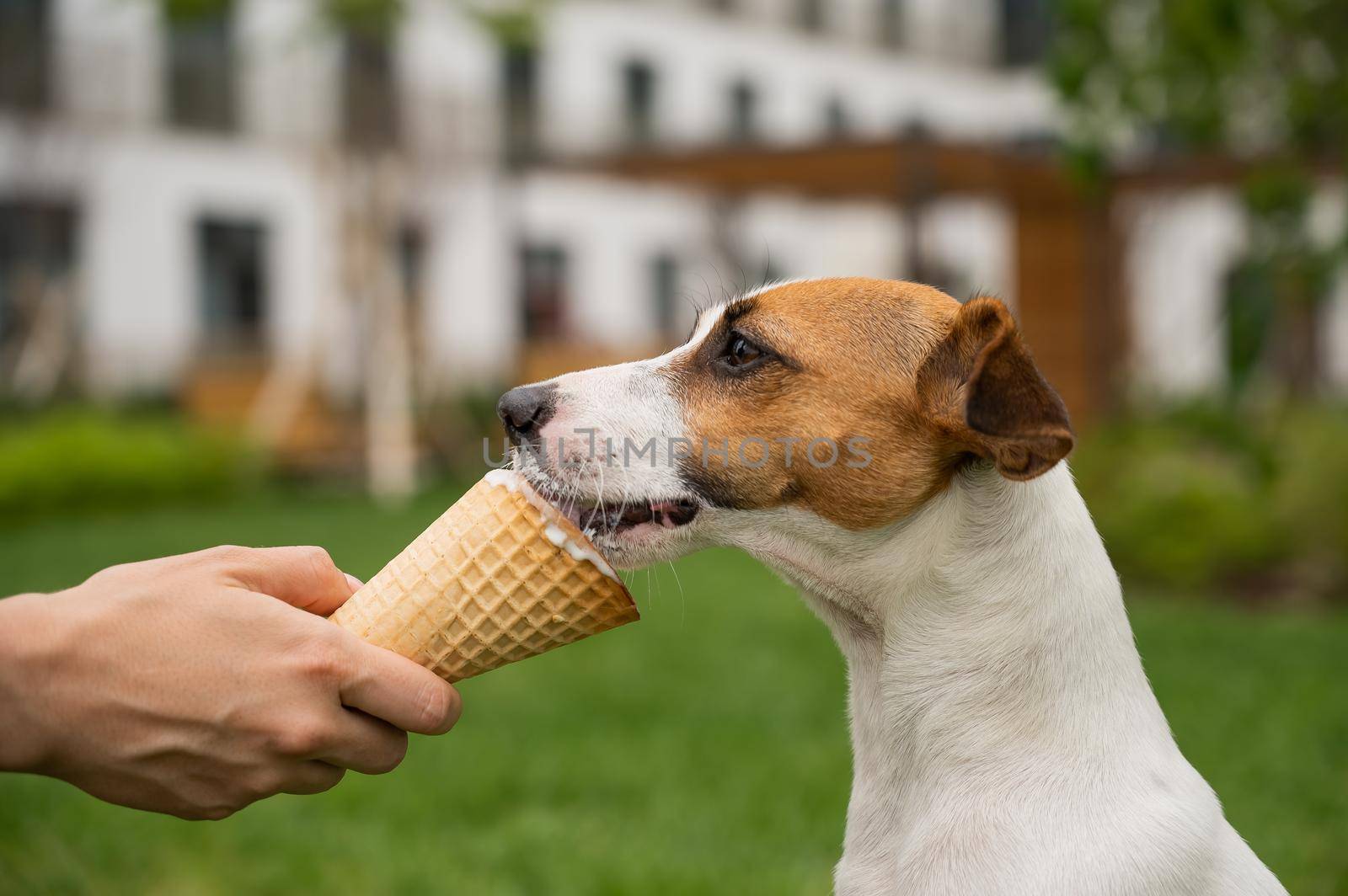 Woman feeding jack russell terrier dog with ice cream cone on hot summer day