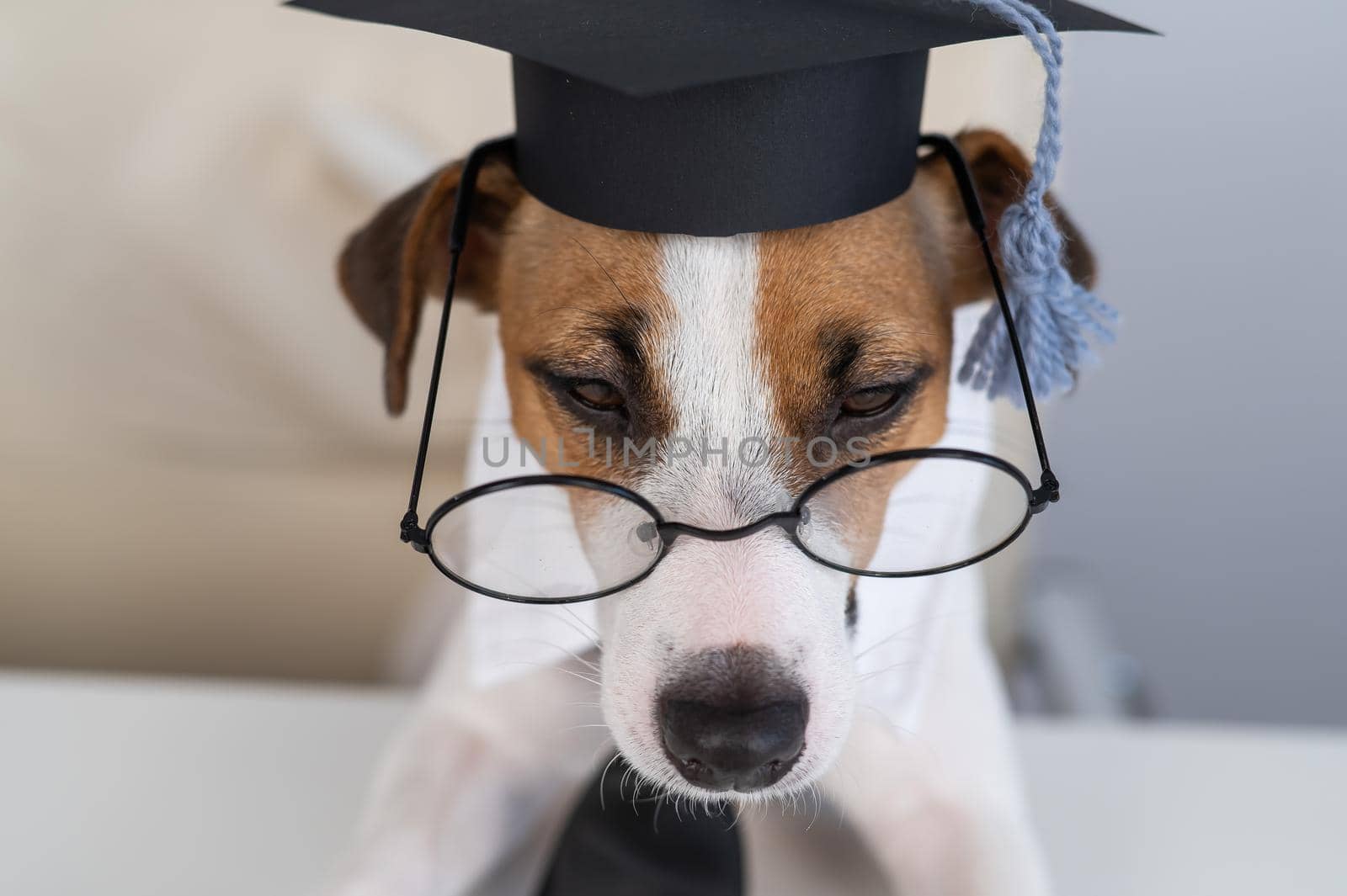 Cute dog jack russell terrier sits at the desk in glasses tie and academic cap