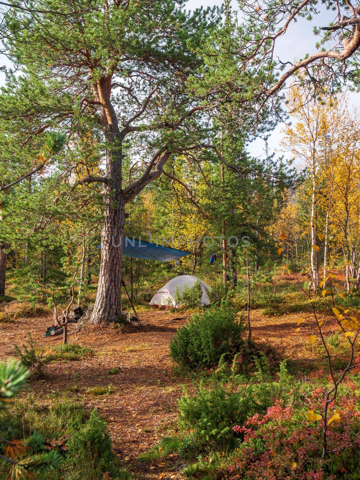 Tent in a beautiful fabulous autumn forest in the Khibiny mountains. Campsite under a pine tree. photo