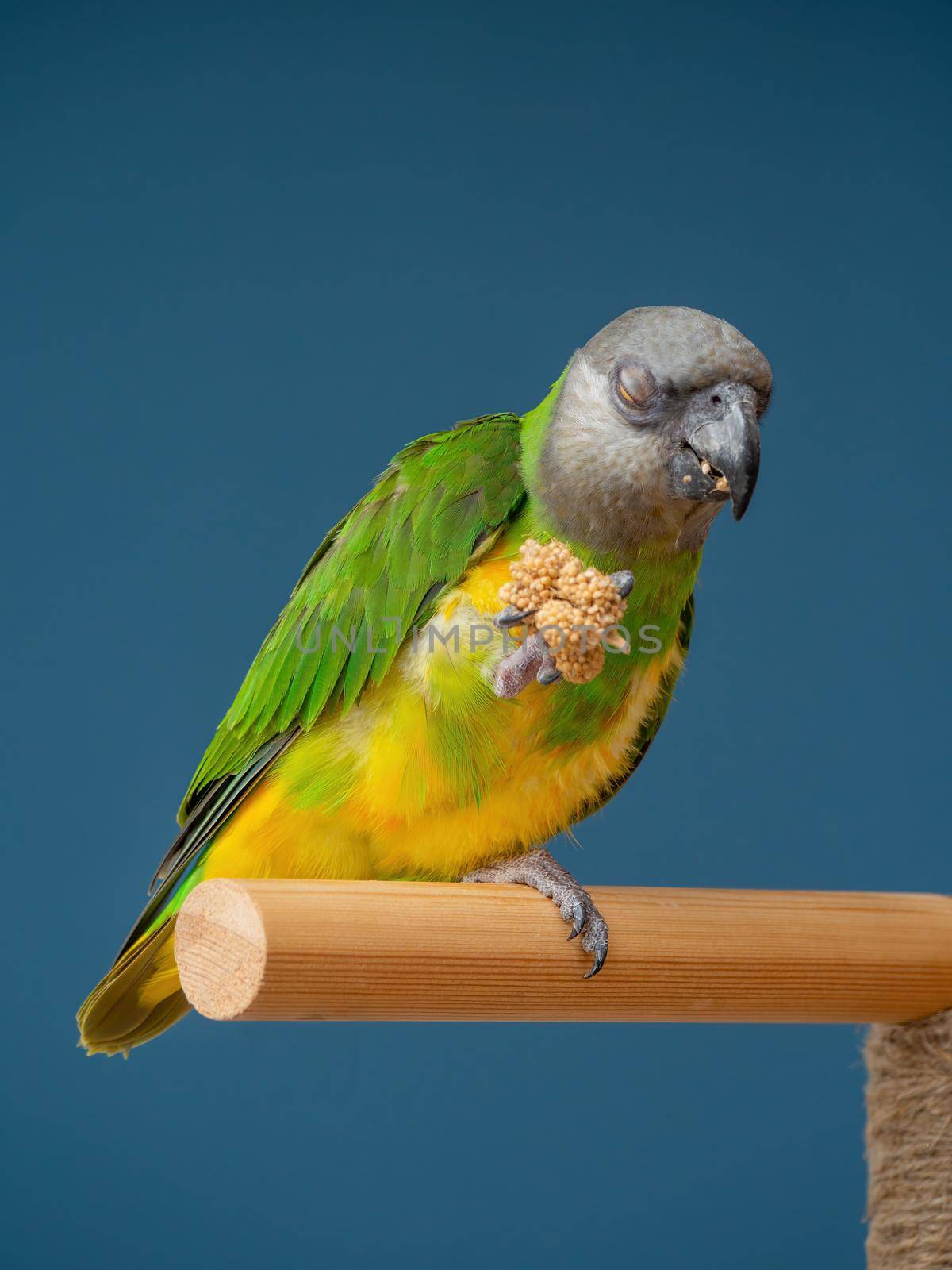 Poicephalus senegalus. Senegalese parrot sits on a perch and eats Senegal millet delicacy. photo