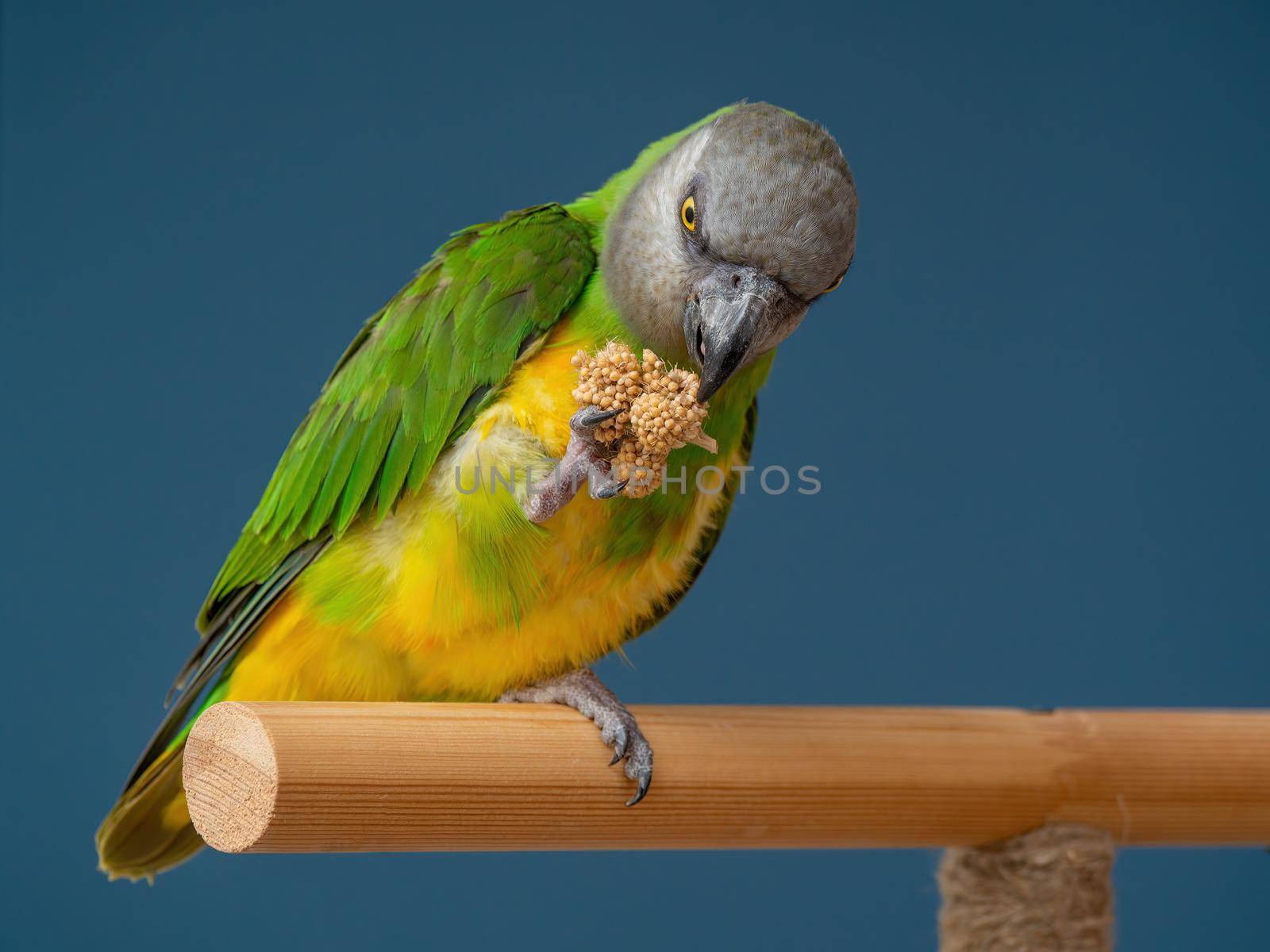 Poicephalus senegalus. Senegalese parrot sits on a perch and eats Senegal millet delicacy. photo