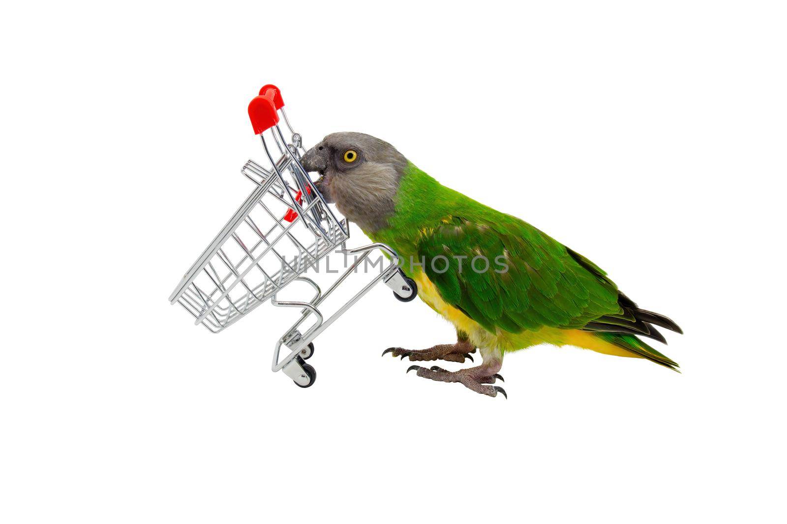 Poicephalus Senegal. Senegal parrot playing with a supermarket shopping cart in front of a white background. photo