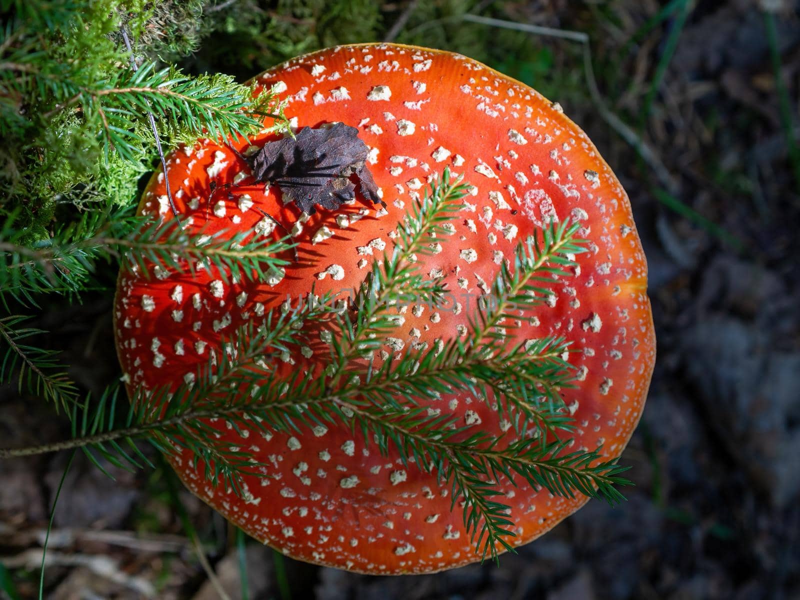 Red fly agaric against the background of the forest. Red fly agaric mushroom in the grass.