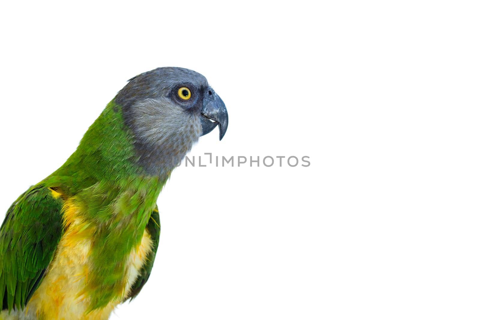 Poicephalus senegalus. Senegal Parrot on white background. photo