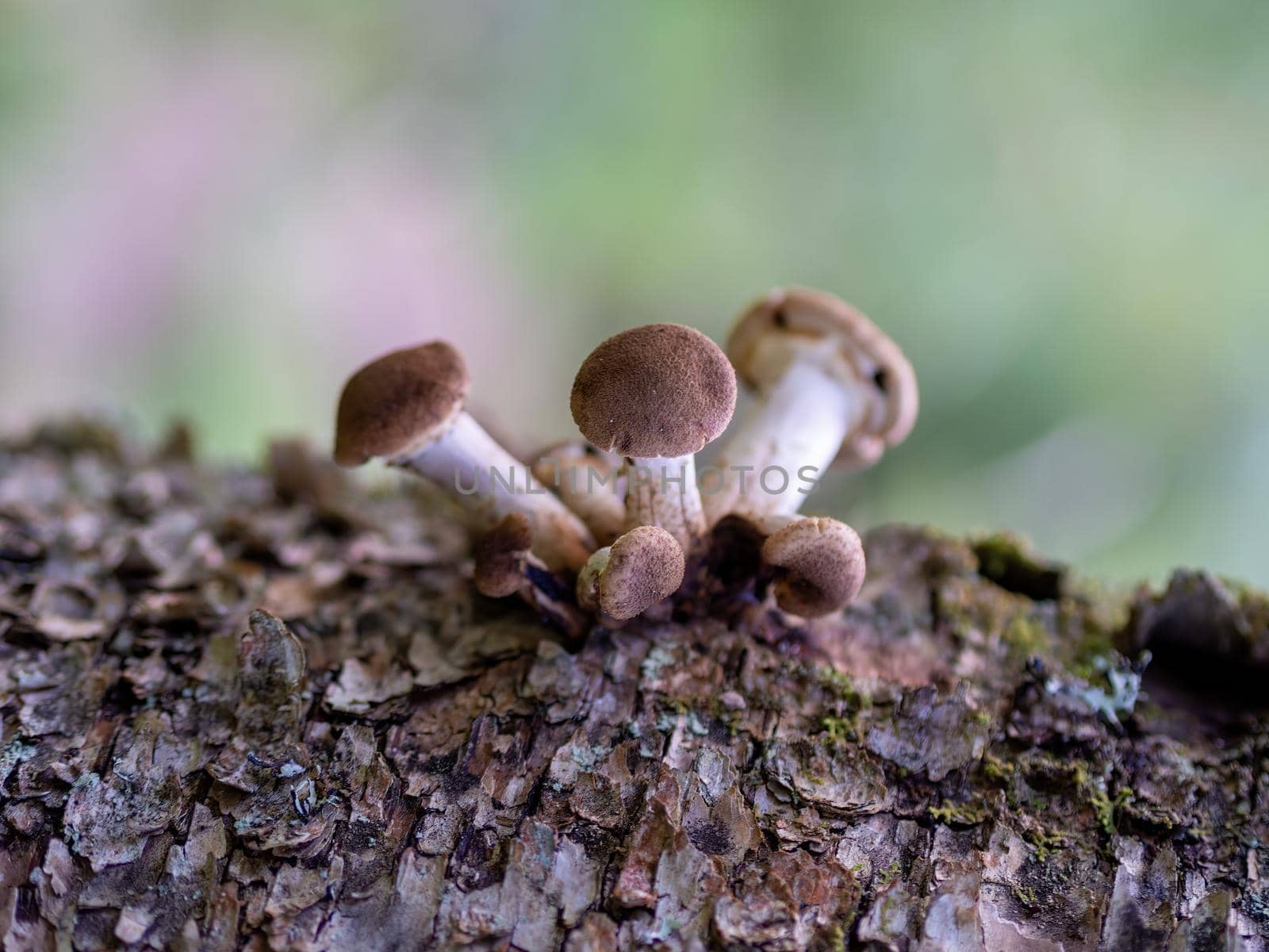 Honey fungus Mushrooms at tree stub in autumn forest. Armillaria mellea. by Andre1ns