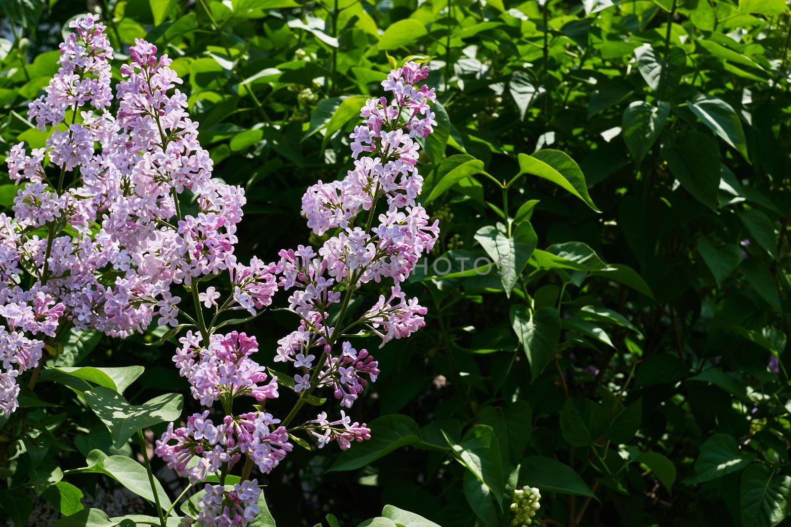 Lovely nice branches of spring lilac with green leaves by jovani68