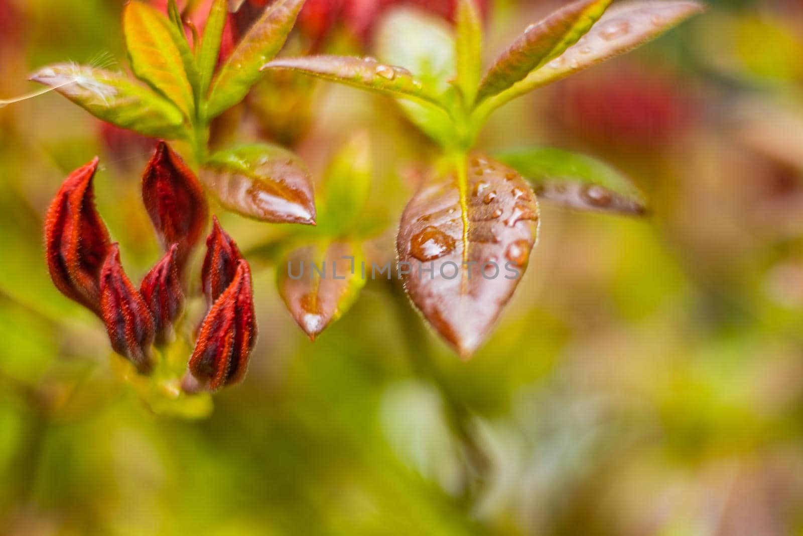 Wet leaves of bushes full of water drops after rain by Wierzchu