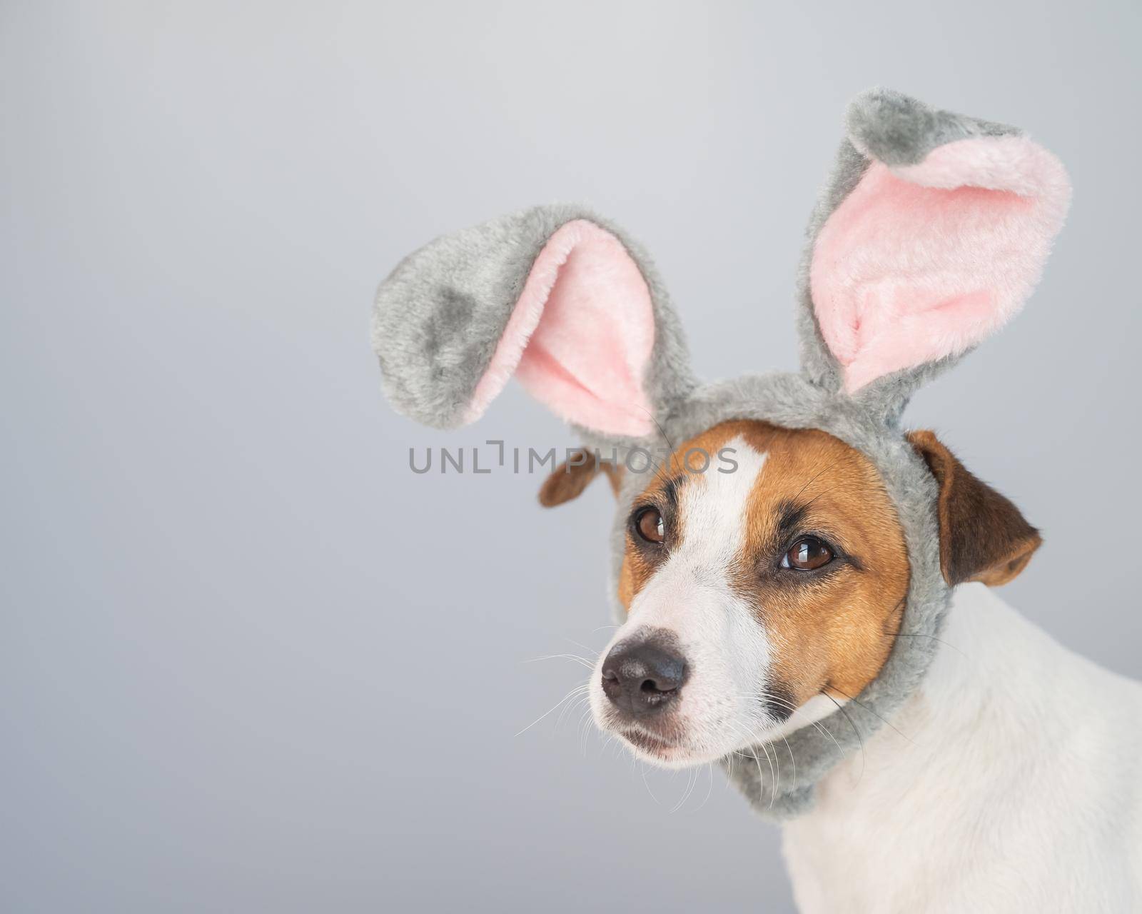 Portrait of a cute dog jack russell terrier in a bunny headband on a white background