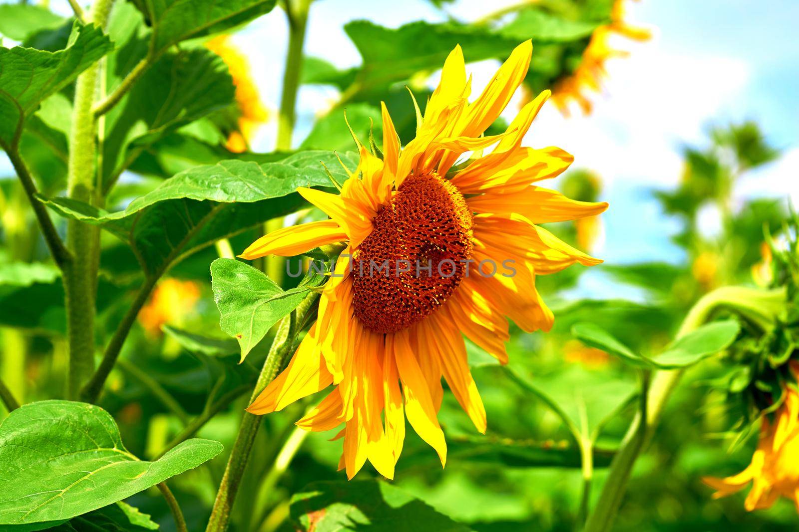 Blooming sunflower in an agricultural field.Green yellow and blue. by jovani68