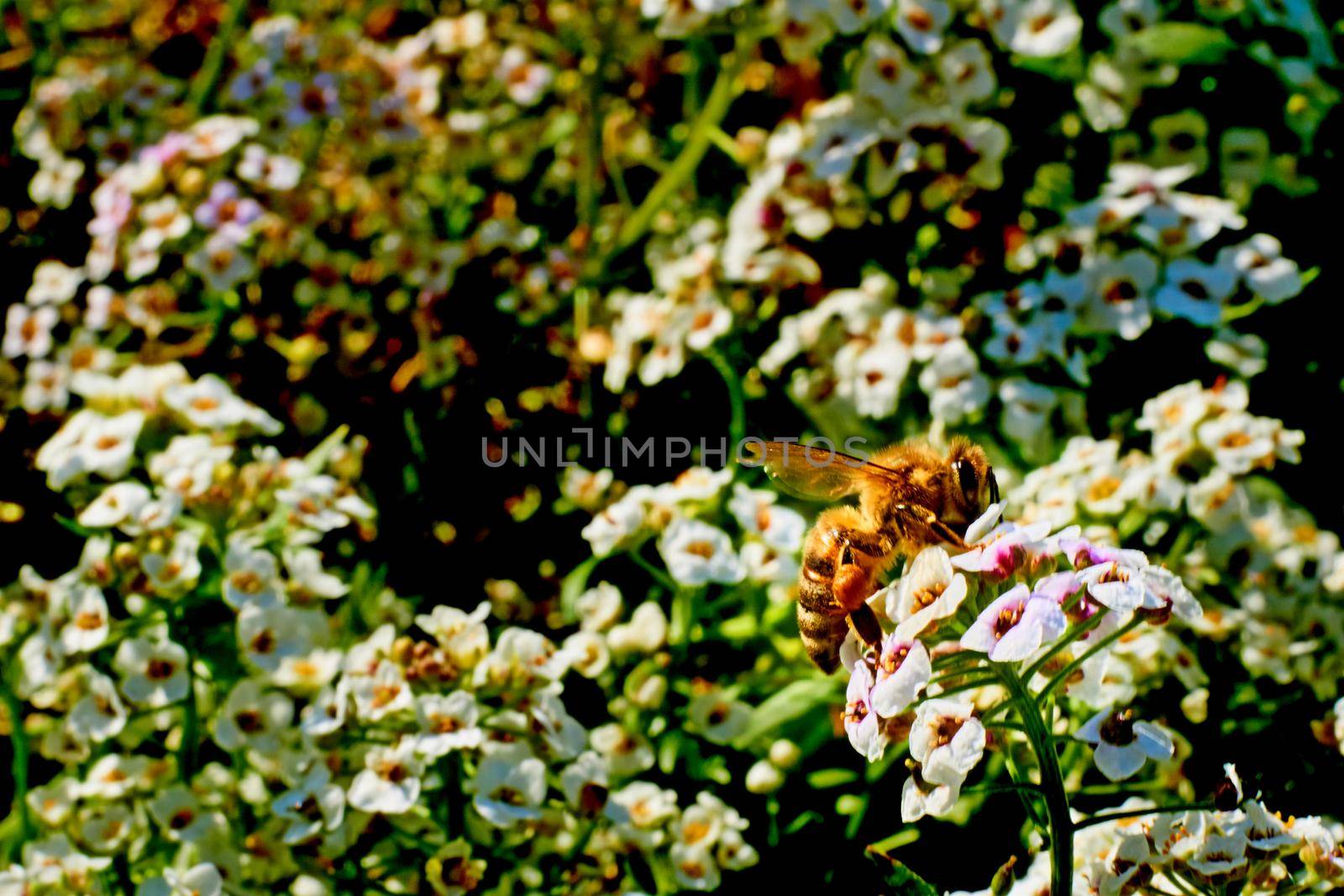 A worker bee collects honey on white fragrant flowers by jovani68