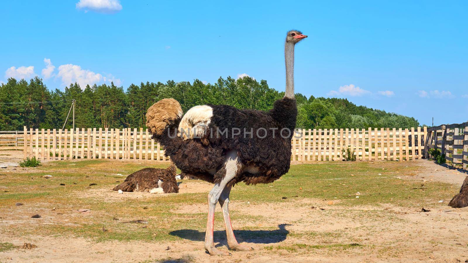 Handsome male ostrich on an ostrich farm on a warm summer day by jovani68