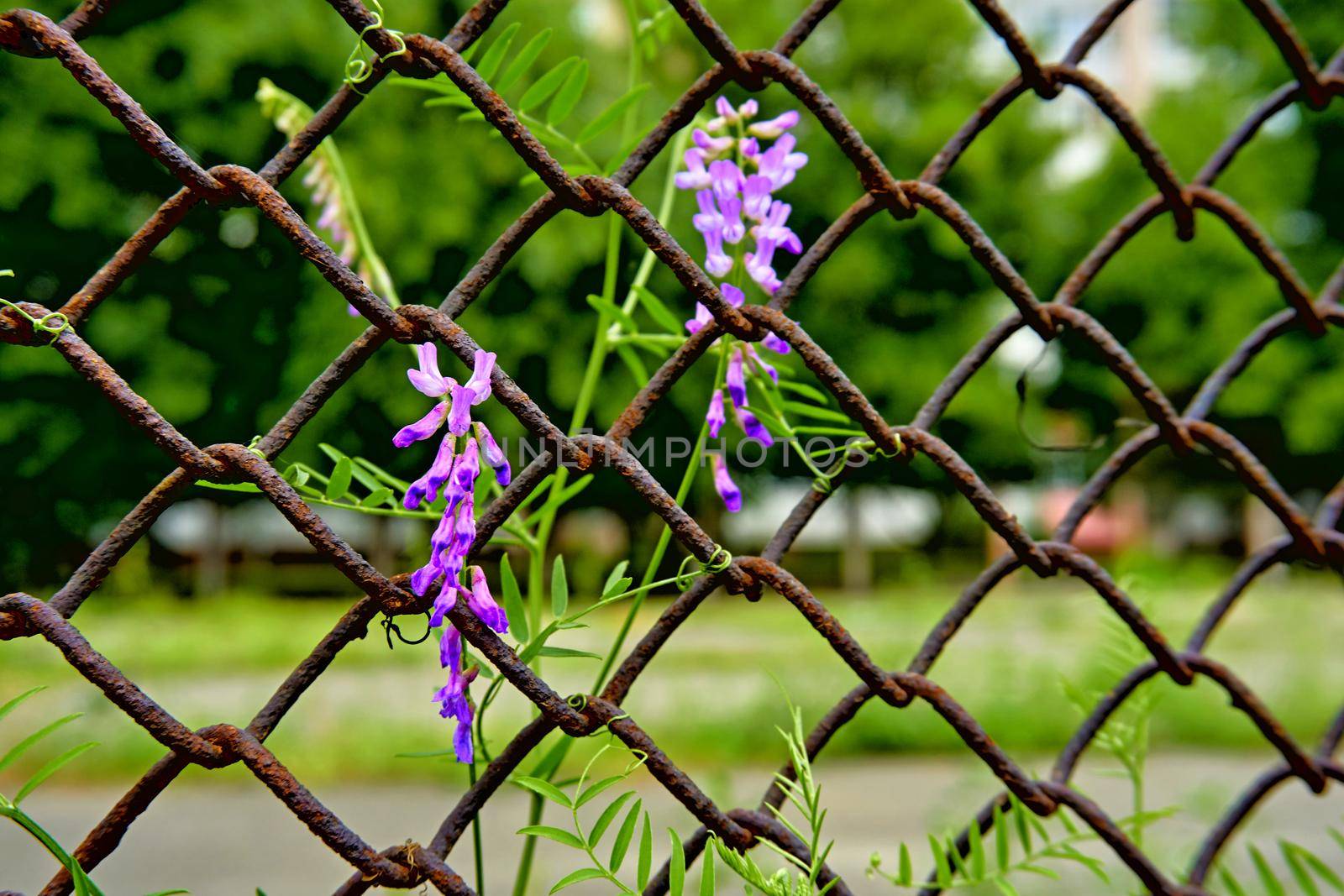 Rusty iron mesh grating and purplish flowers by jovani68