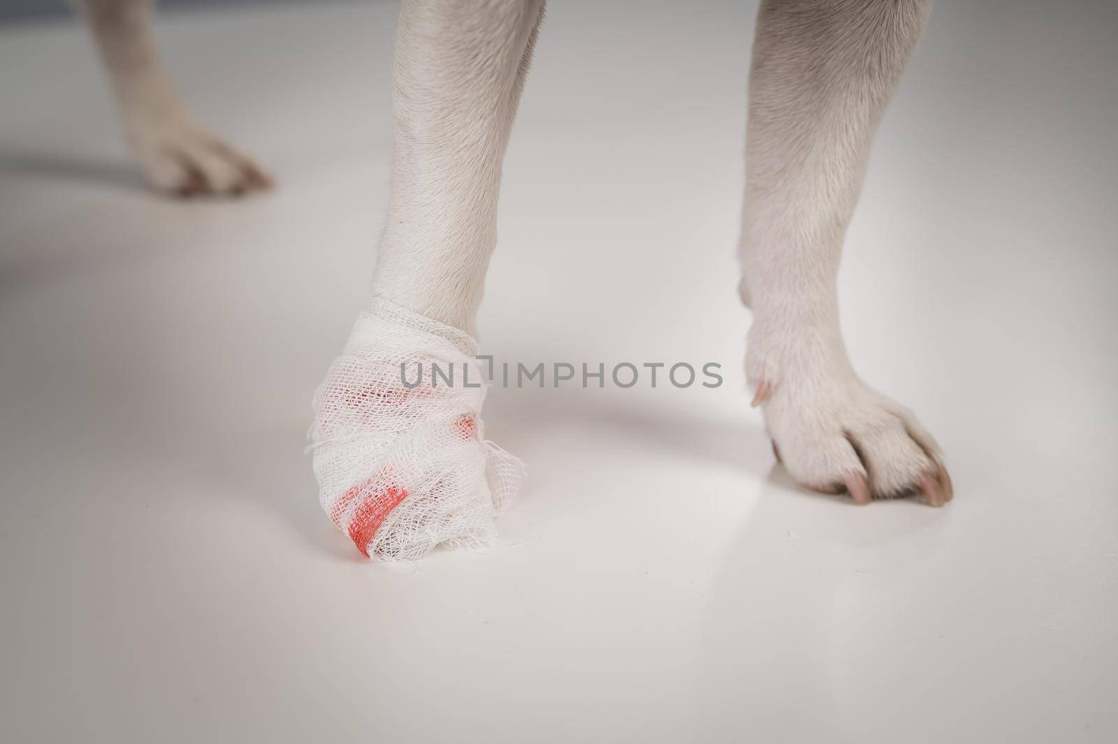 Close-up of a bandaged dog's paw on a white background