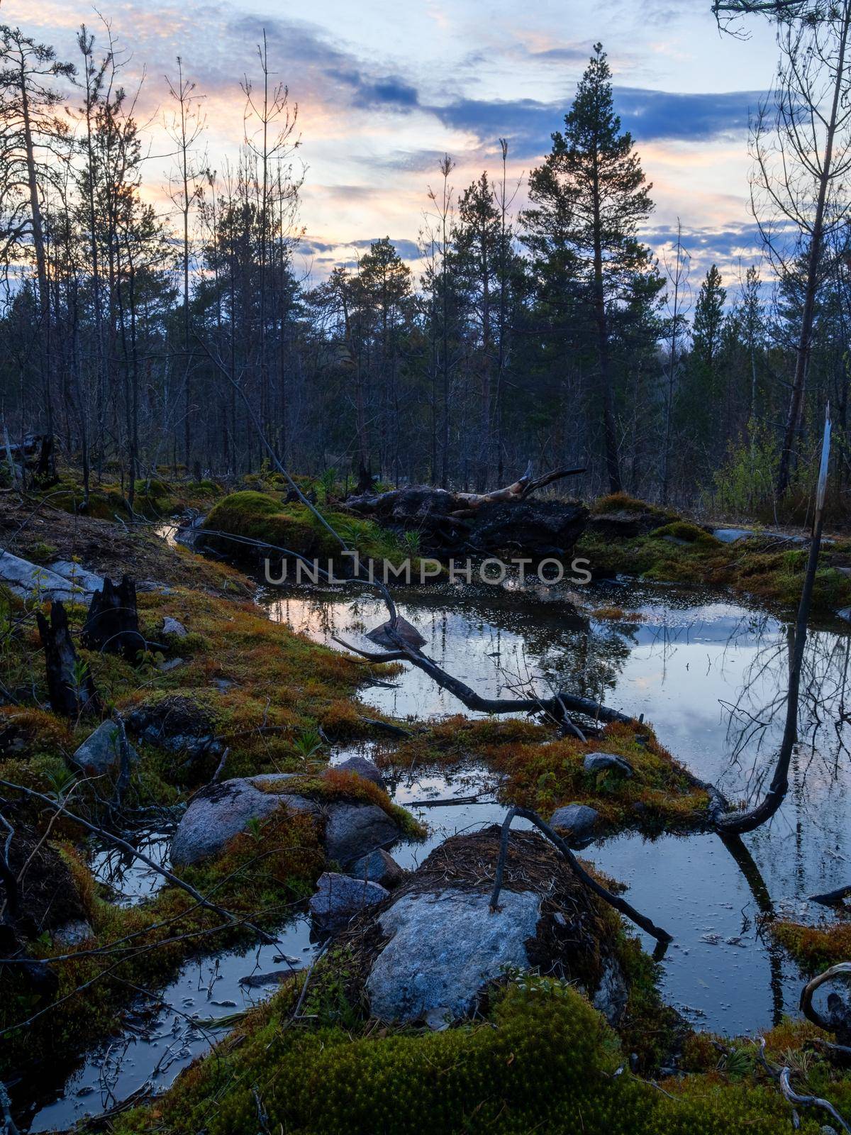 Landscape of the Karelian forest. Two stumps by a small lake in the forest on a rocky massif