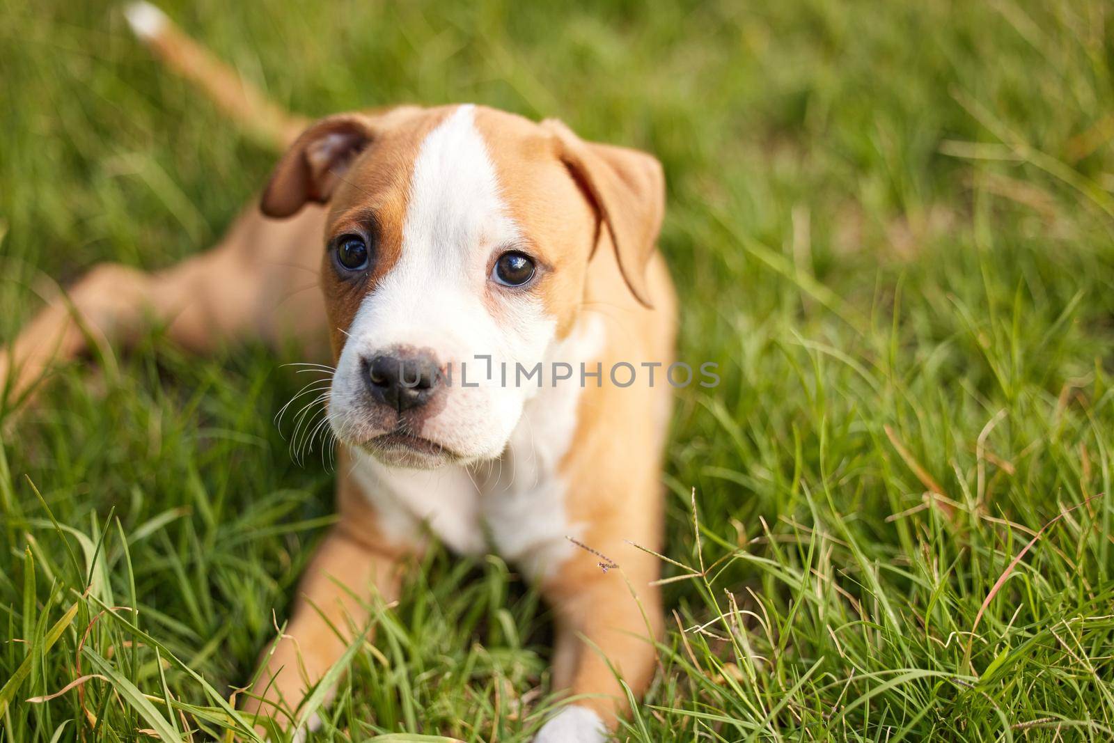 Man,chasing my tail was exhasuting. Shot of young puppy lying on the grass. by YuriArcurs