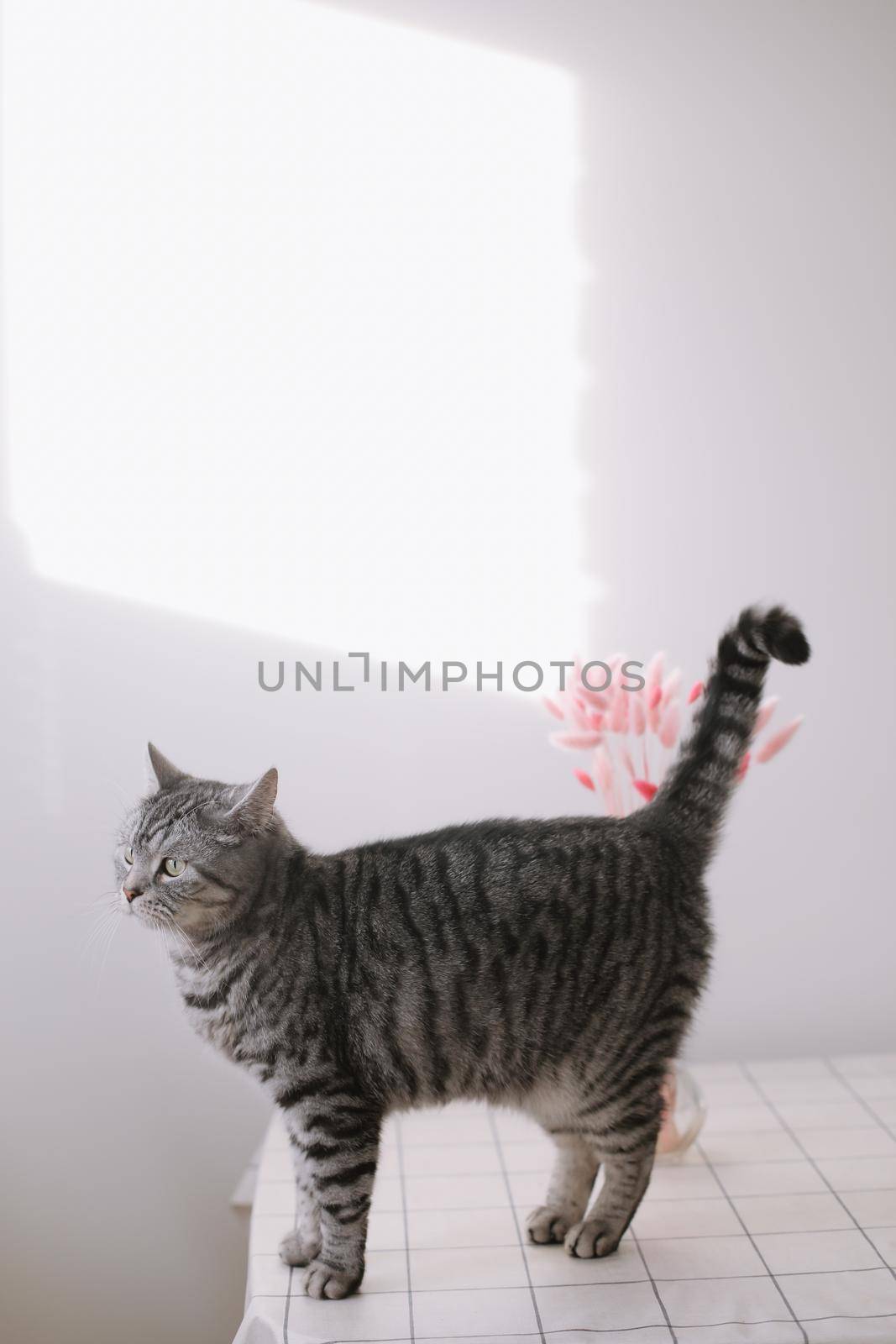Scottish shorthair cat on the white background. Cute funny cat at the kitchen table. Spring decor home.