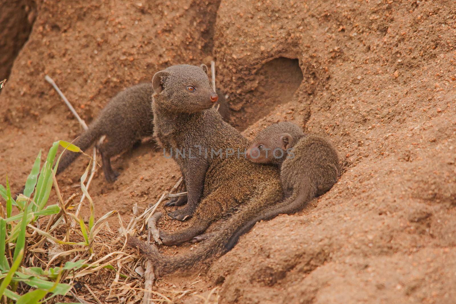 Dwarf Mongoose (Helogale parvula) mother and pup