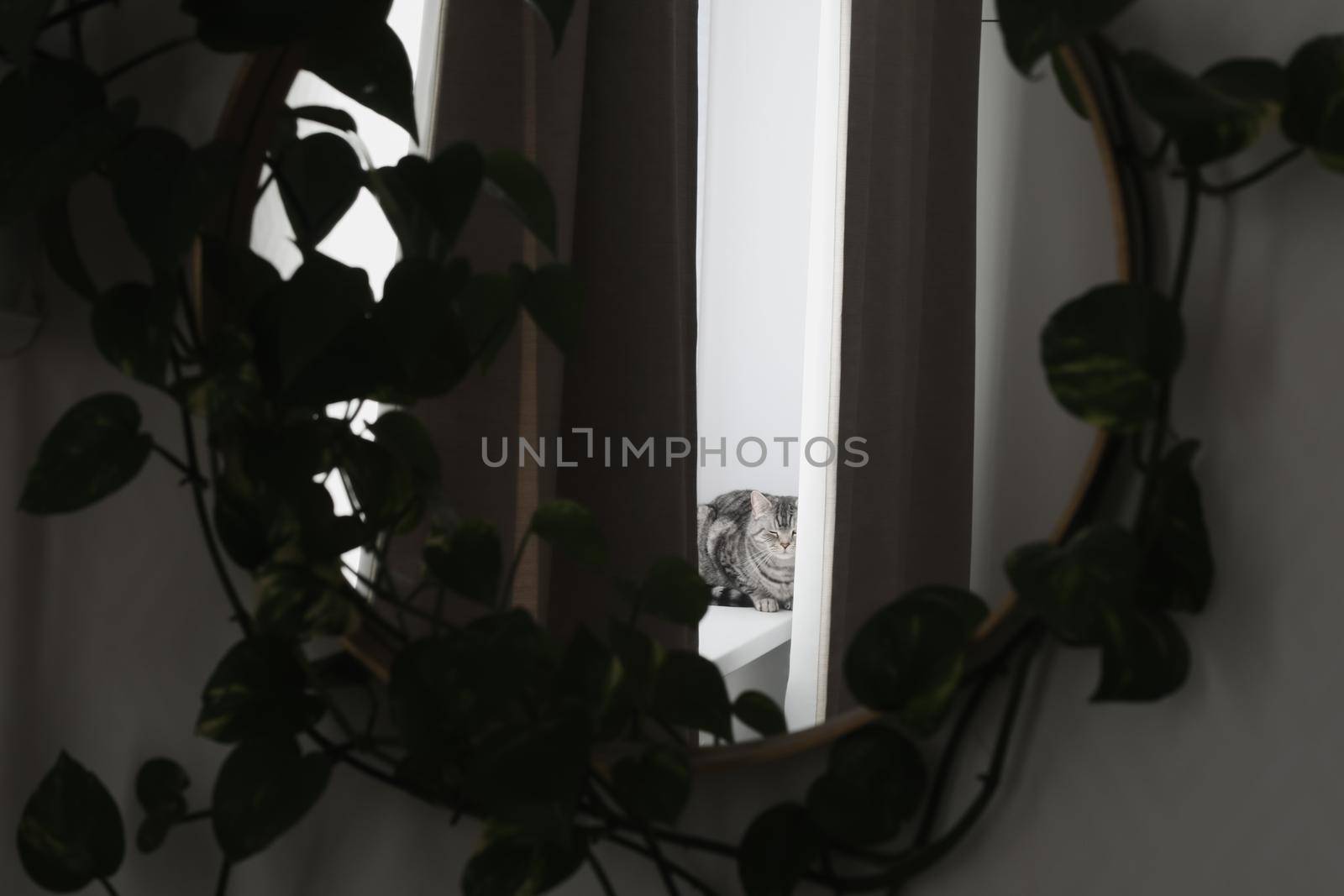 funny tabby scottish straight cat at home. Cat portrait.