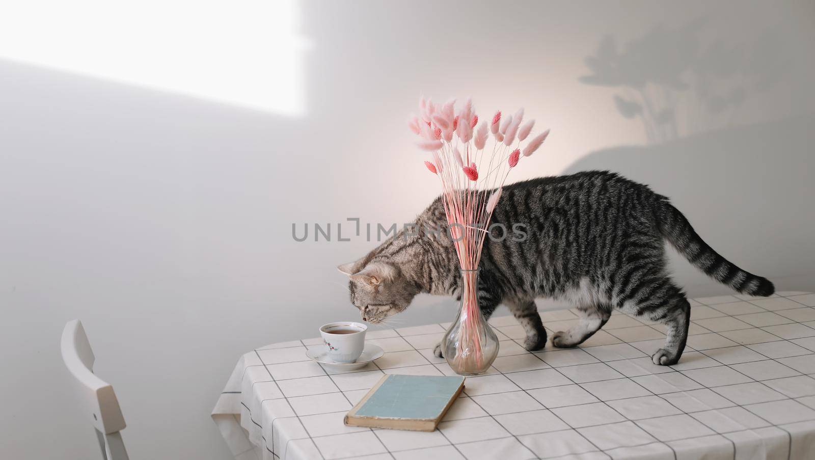 Scottish shorthair cat on the white background. Cute funny cat at the kitchen table. Spring decor home.