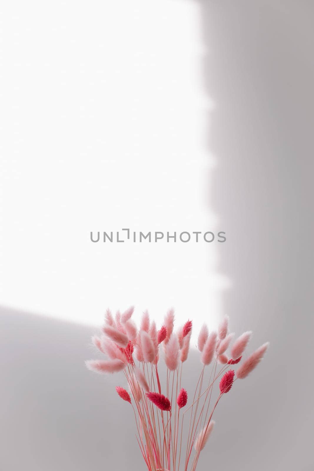 Still life of pink dry lagurus flowers on white background with copy space.