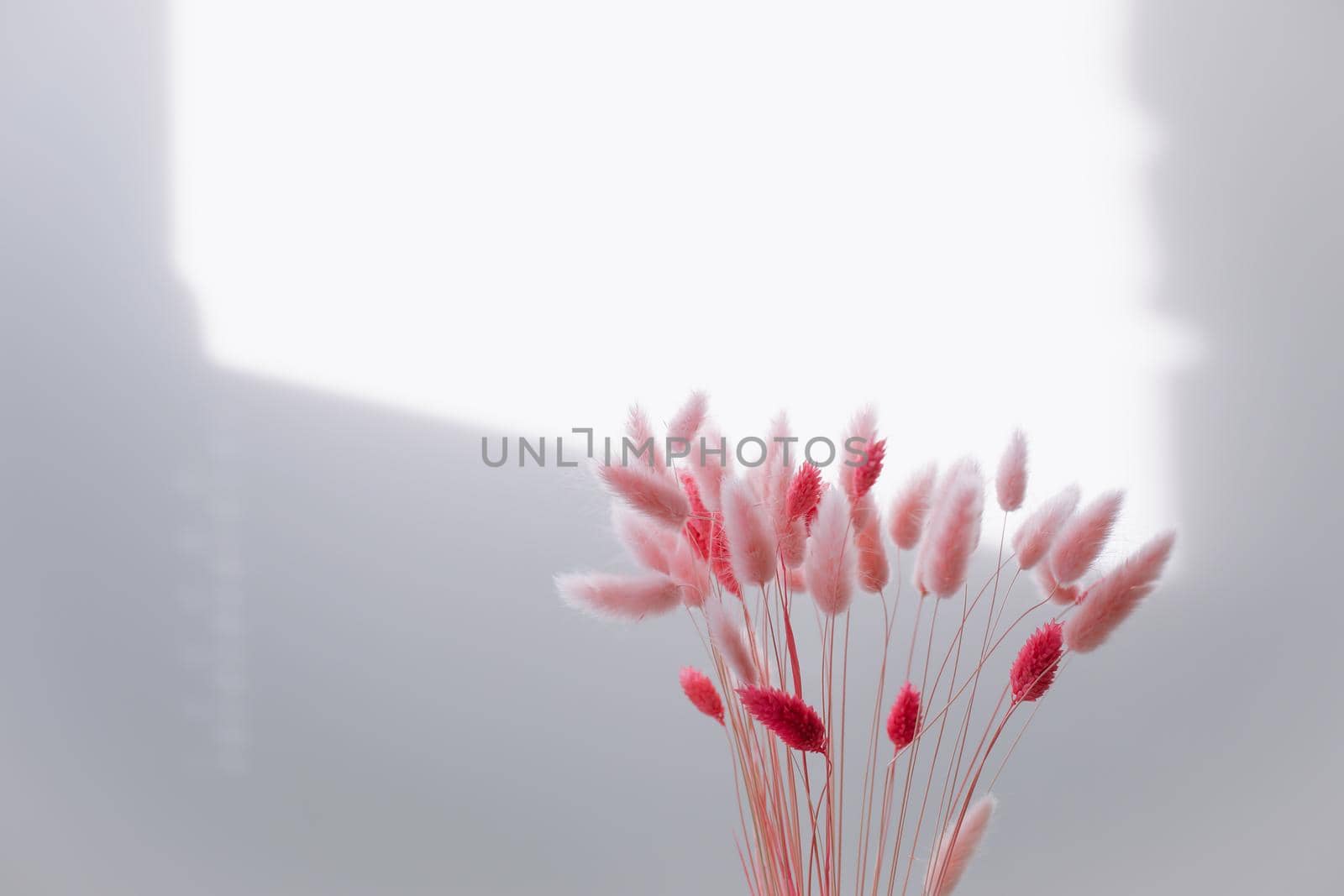 Still life of pink dry lagurus flowers on white background with copy space.