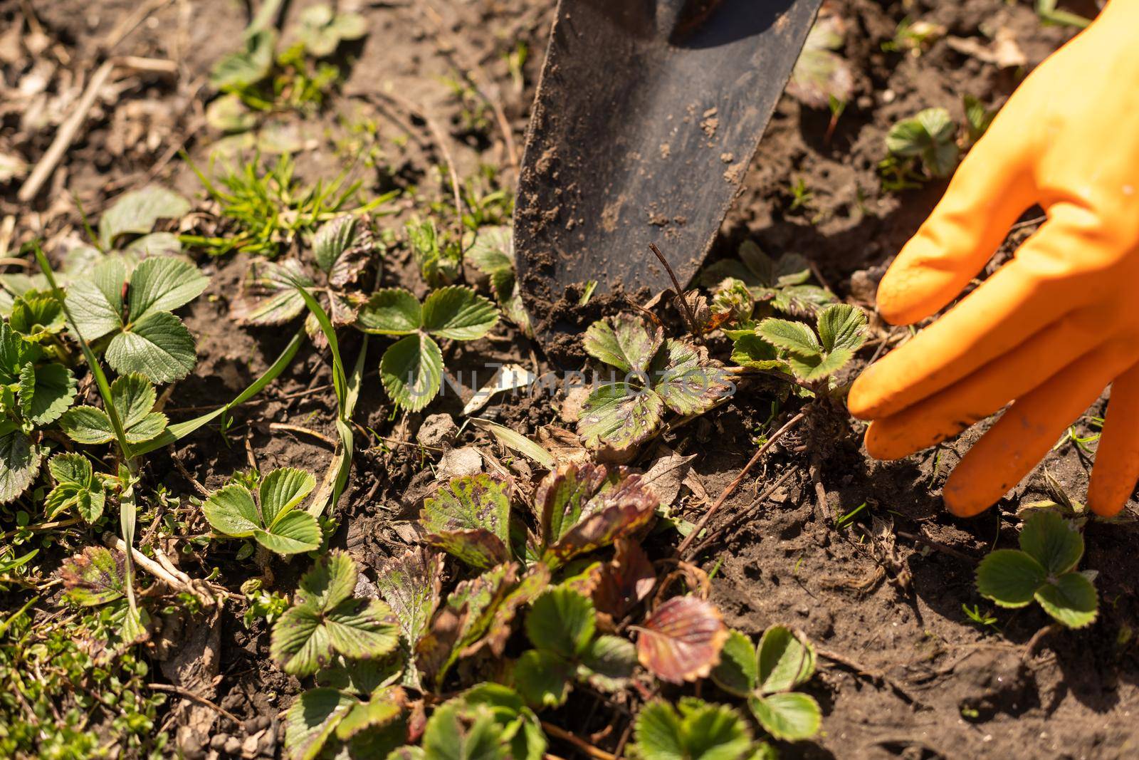 woman in gloves plants in a greenhouse. spring work with seedling in the garden by Andelov13