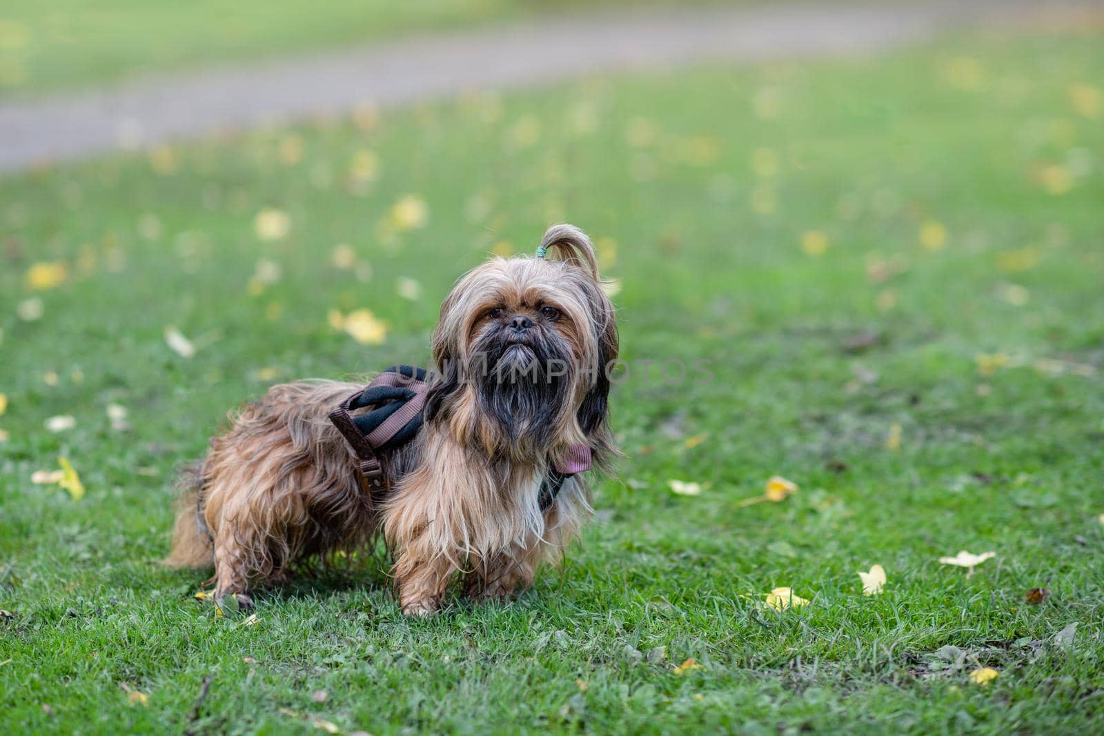 Funny Shih-tzu out for a walk in Autumn cheely day by Iryna_Melnyk