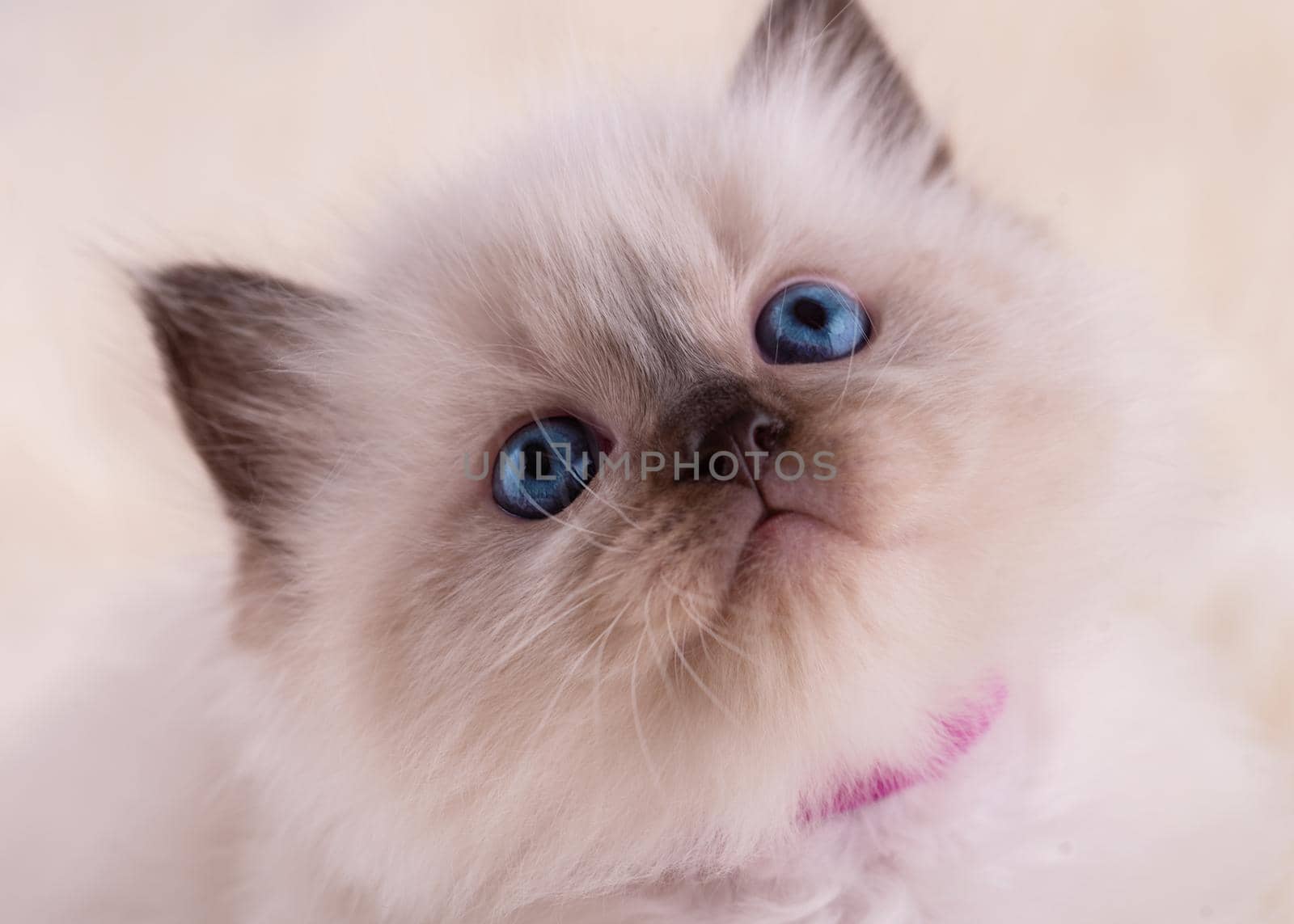 close up of little ragdoll kitten with blue eyes in purple collar sitting on a beige background. High quality photo for card and calendar