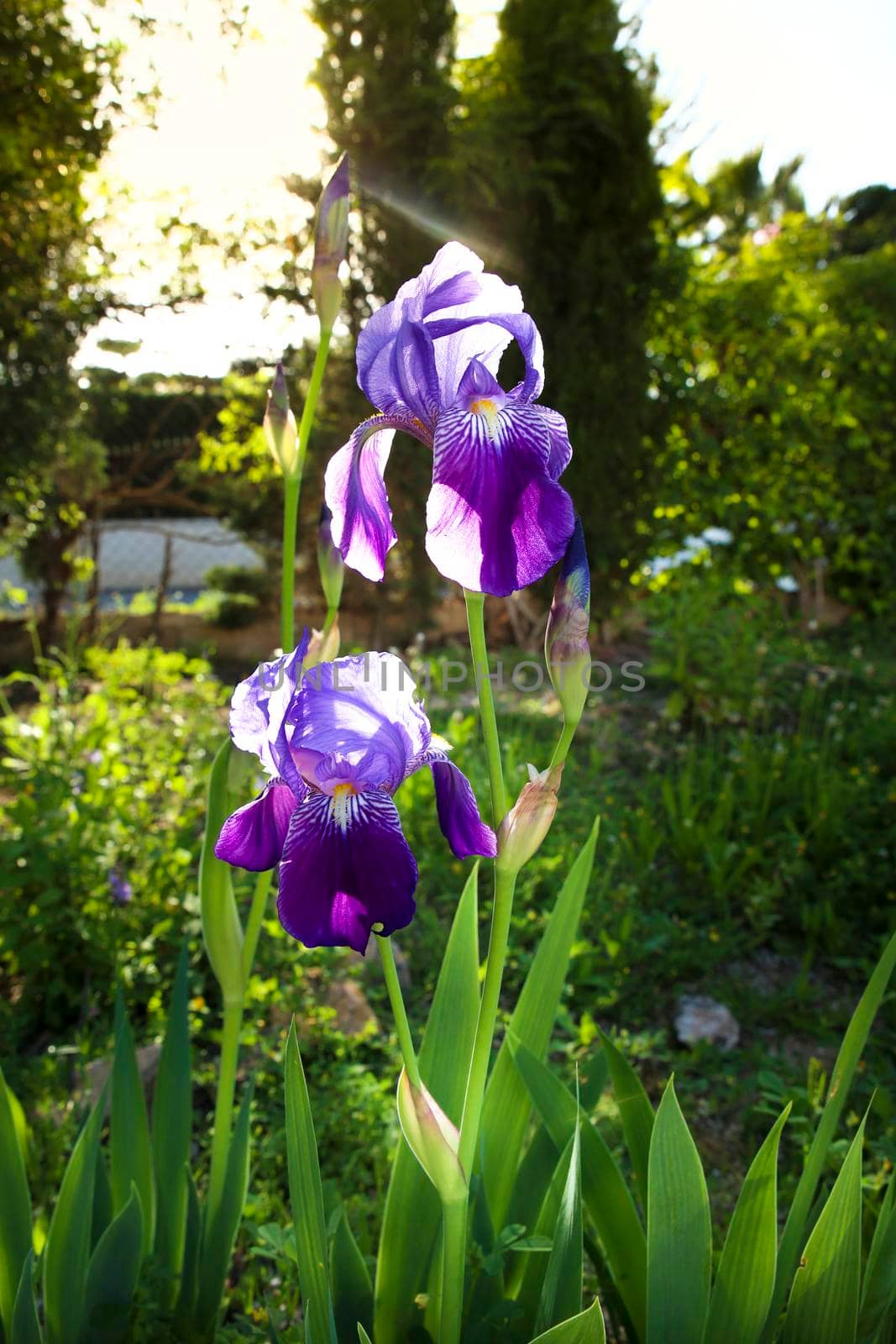 Bearded Iris, Iris Germanica in the garden by soniabonet