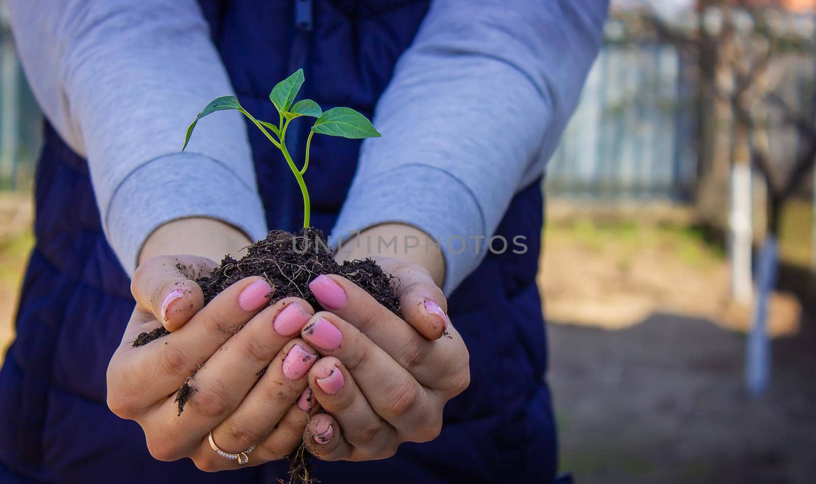 a girl holds pepper seedlings in her hands, against the backdrop of a garden, farm, greenhouse. selective focus