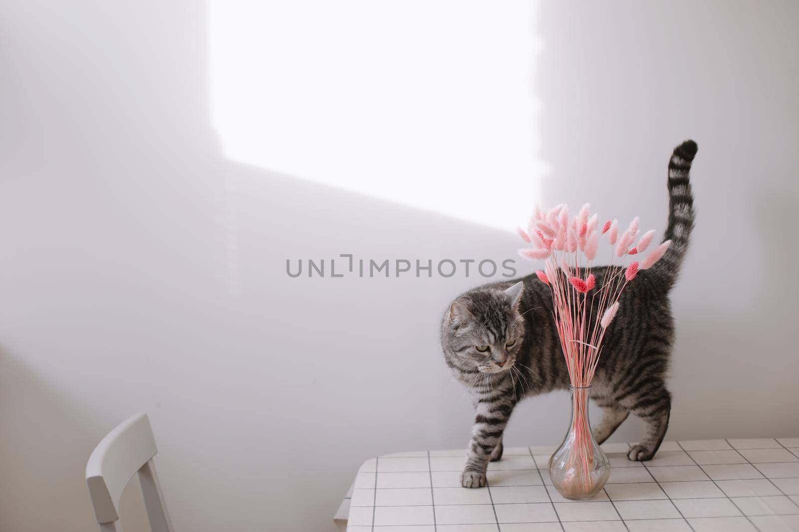 Scottish shorthair cat on the white background. Cute funny cat at the kitchen table. Spring decor home.