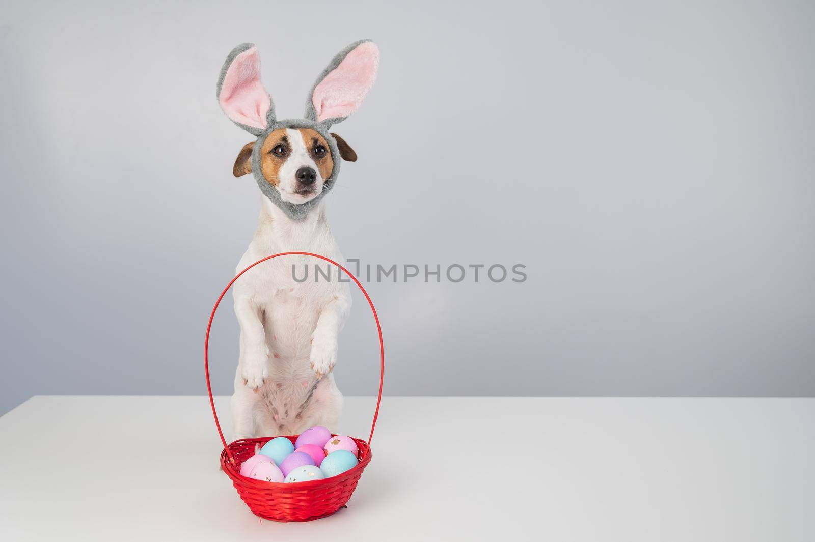 Cute jack russell terrier dog in a bunny rim next to a basket with painted easter eggs on a white background