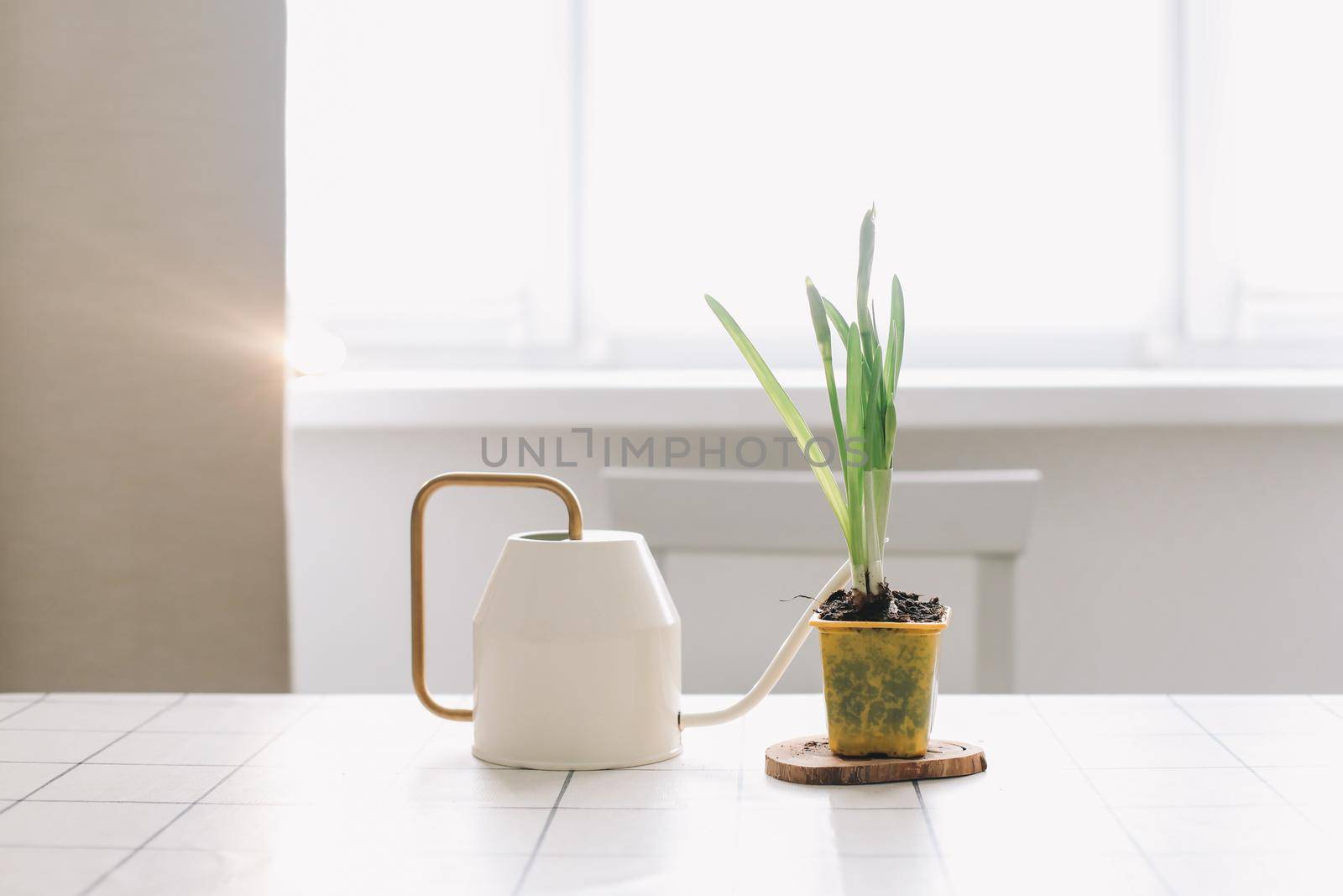 Beautiful daffodil on white background. Gardening, Spring and Easter concept