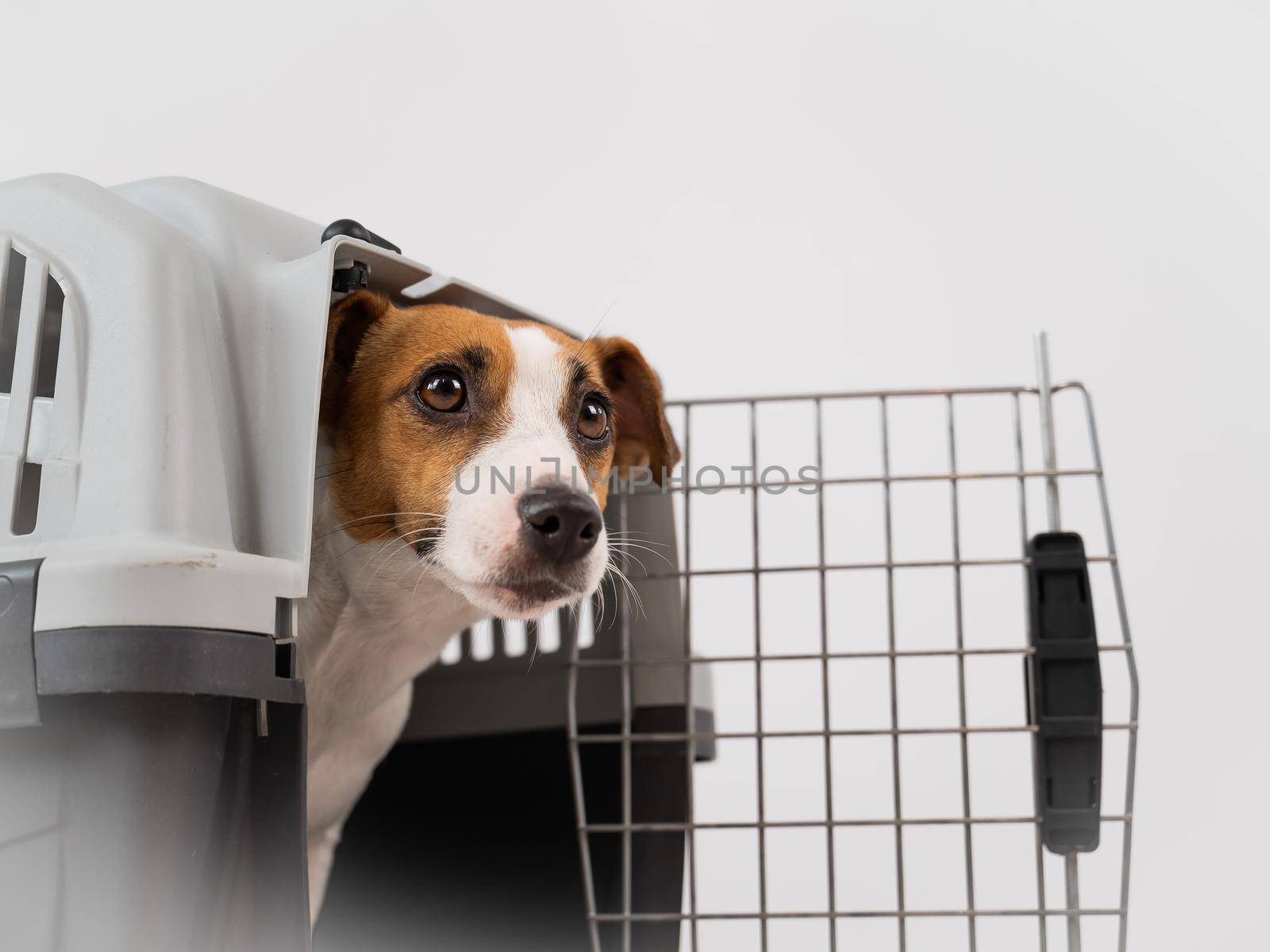 Jack Russell Terrier dog peeking out of travel cage. by mrwed54