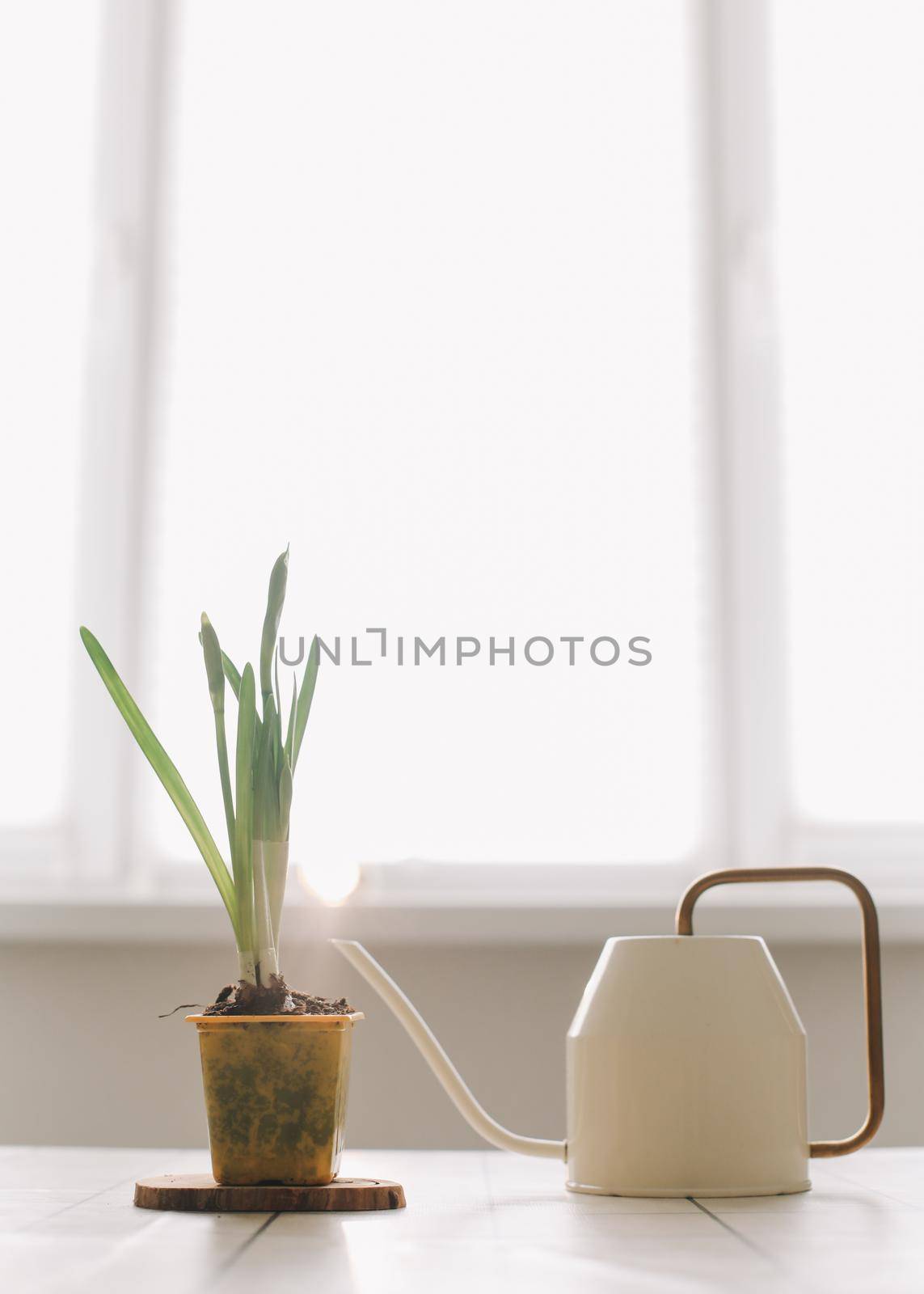 Beautiful daffodil on white background. Gardening, Spring and Easter concept