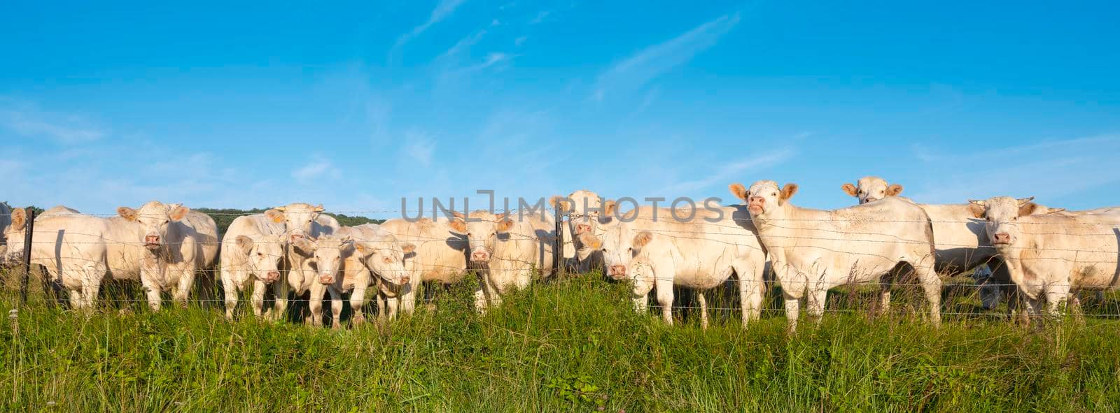 white cows under blue sky in green grassy meadow by ahavelaar