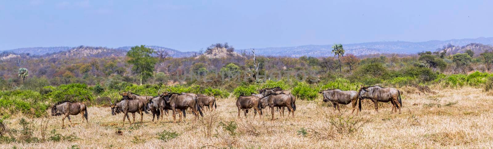 Blue wildebeest in Kruger National park, South Africa ; Specie Connochaetes taurinus family of Bovidae