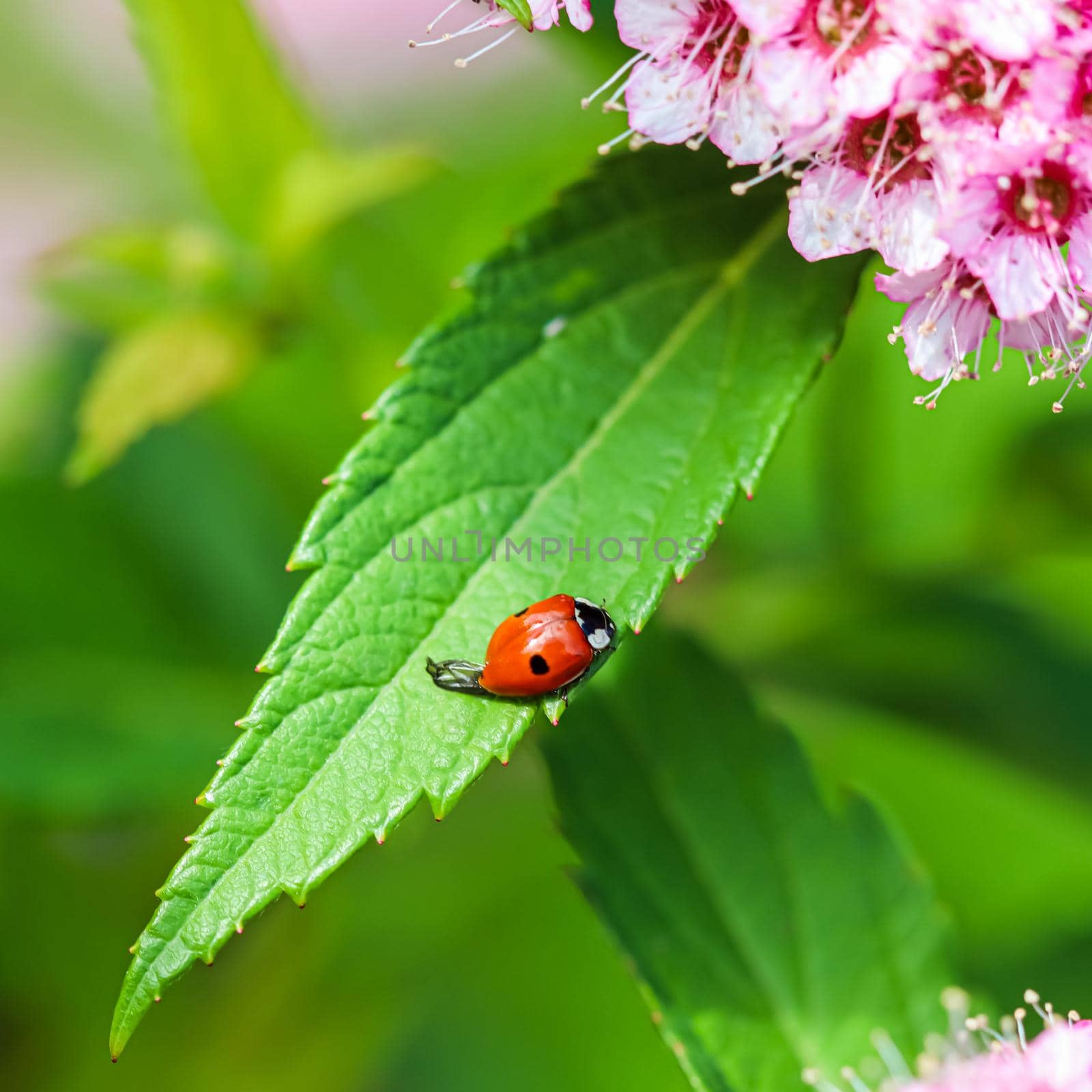 Ladybug on a green leaf of a flowering rose bush of Japanese spirea. Natural background