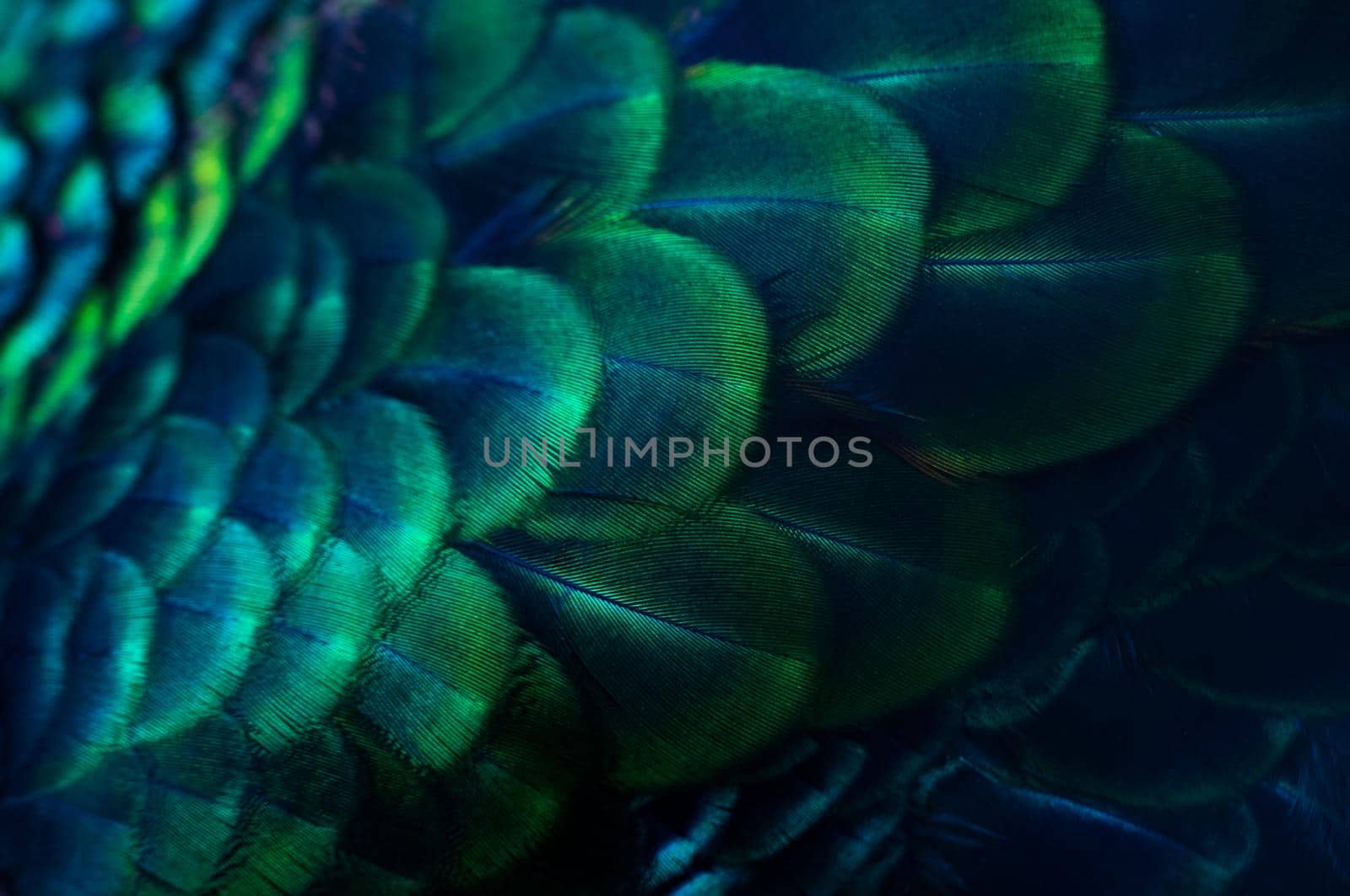 Close up of the  peacock feathers .Macro blue feather, Feather, Bird, Animal. Macro photograph.