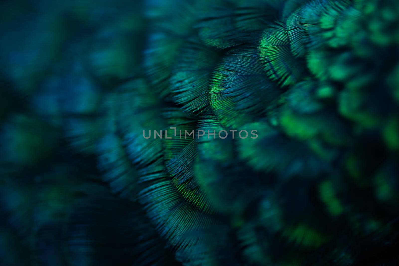 Close up of the  peacock feathers .Macro blue feather, Feather, Bird, Animal. Macro photograph. by thanumporn