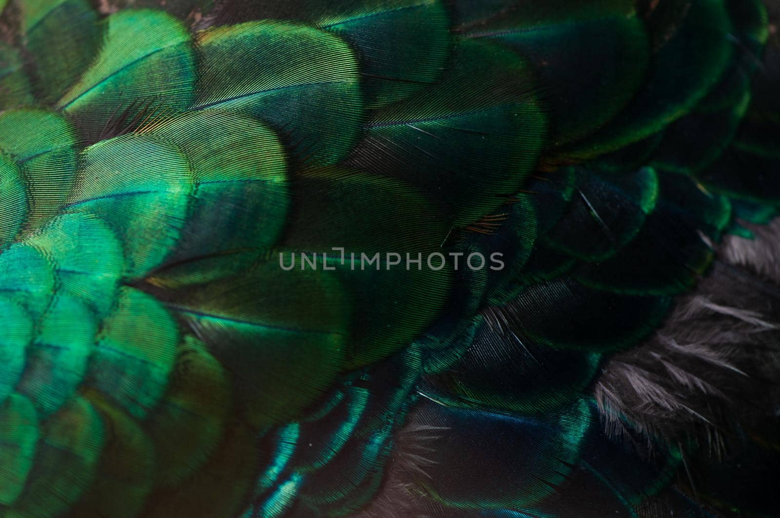 Close up of the  peacock feathers .Macro blue feather, Feather, Bird, Animal. Macro photograph.