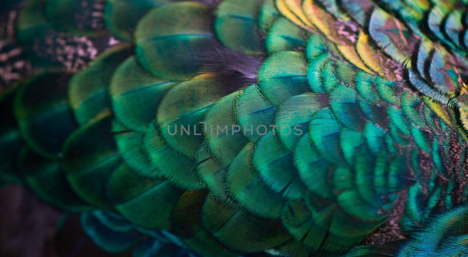 Close up of the  peacock feathers .Macro blue feather, Feather, Bird, Animal. Macro photograph. by thanumporn