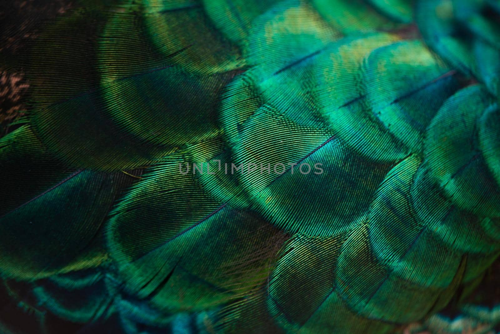 Close up of the  peacock feathers .Macro blue feather, Feather, Bird, Animal. Macro photograph. by thanumporn