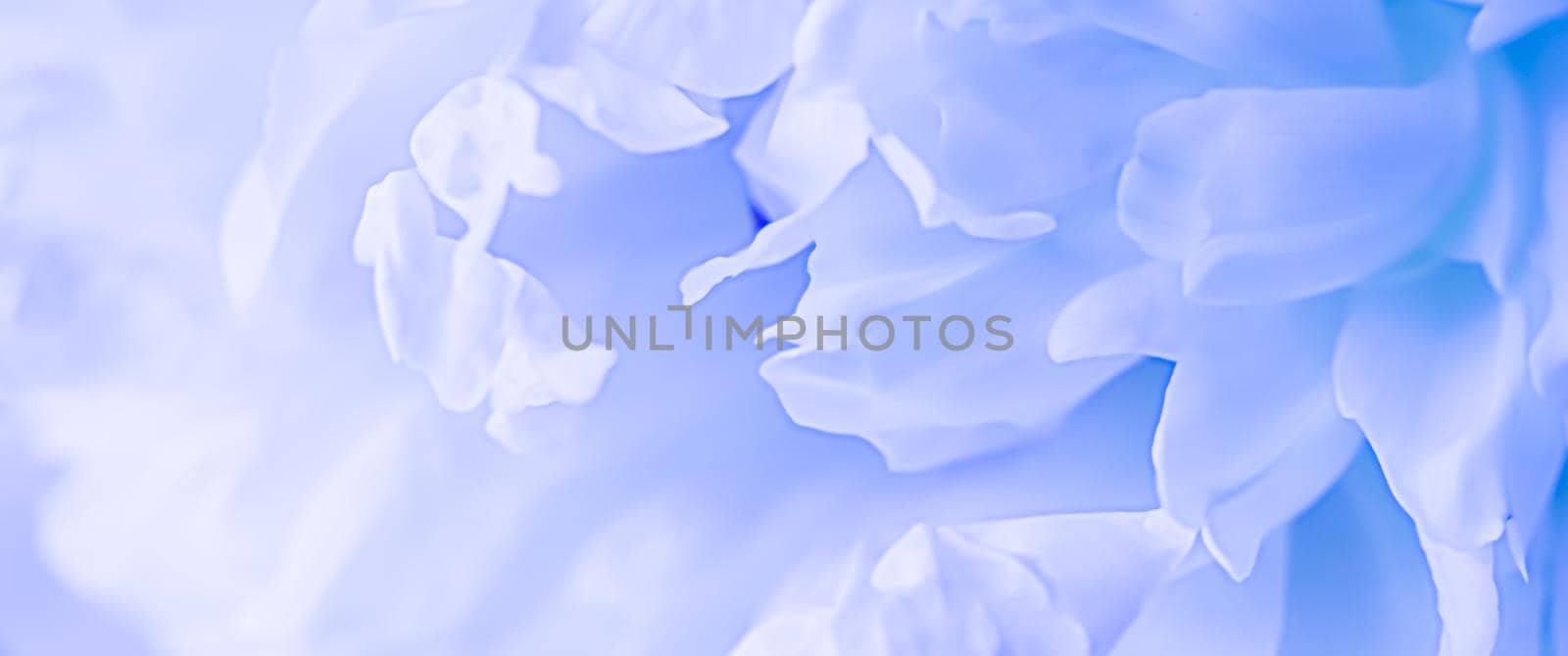 Soft focus, abstract floral background, pale blue peony flower petals. Macro flowers backdrop for holiday brand design by Olayola