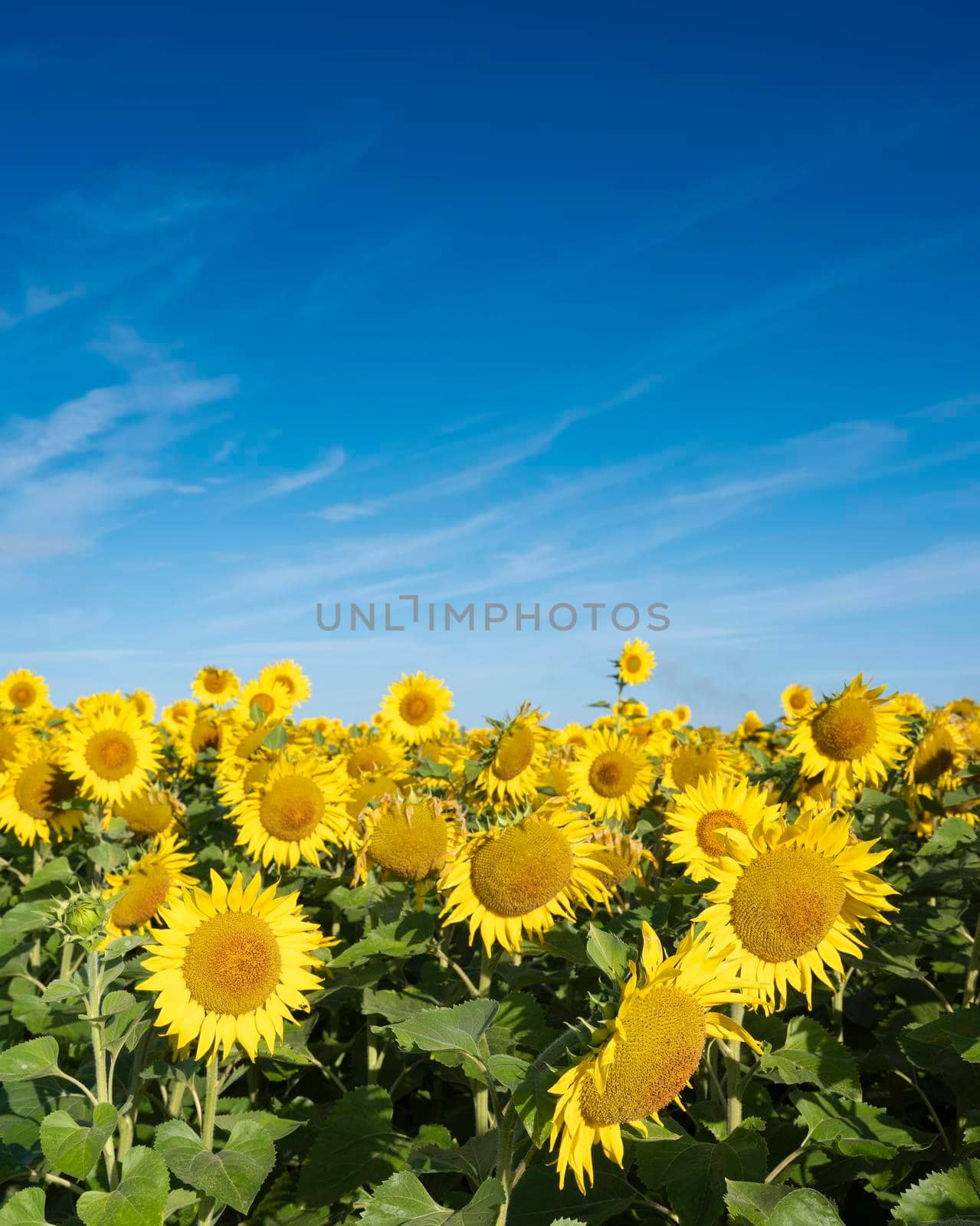 yellow sunflowers bloom in french field under blue sky by ahavelaar