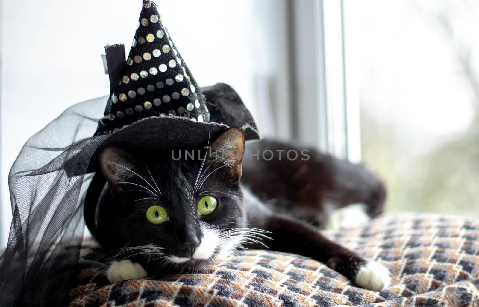 Black cat with witch hat for halloween. isolated on white background by lapushka62