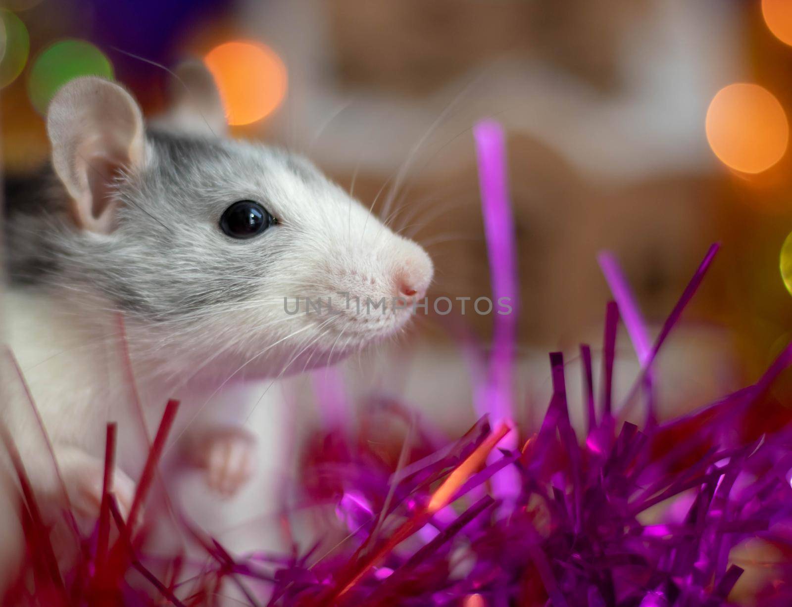 New Year's white rat. Christmas rat on the background of blurry lights and shooting fireworks. Christmas Rat.